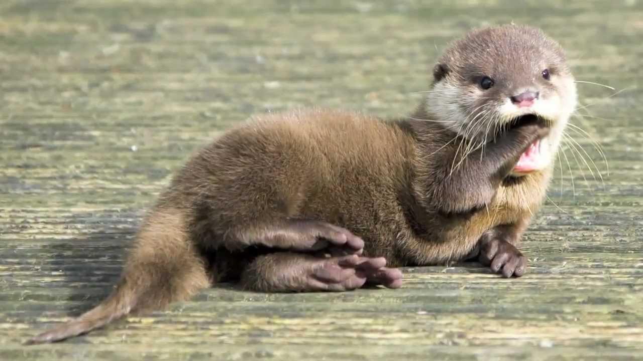 River Otter Wallpapers - Top Free River Otter Backgrounds - WallpaperAccess