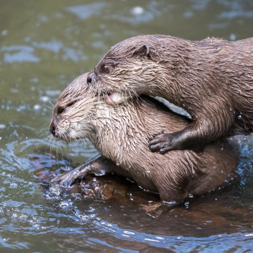 1000x1000 River Otter Picture. Download Free Image