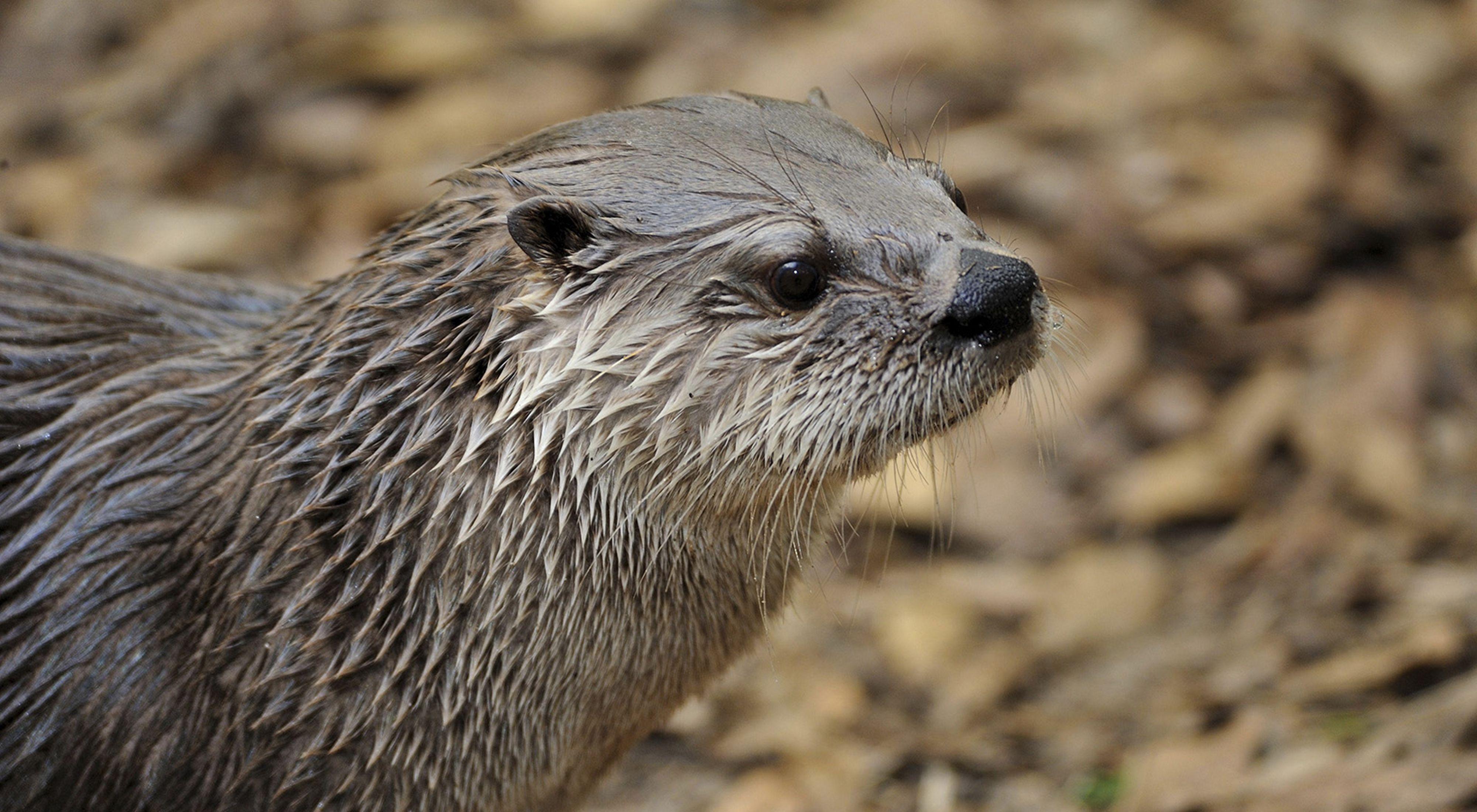 4000x2200 Welcome Back River Otters