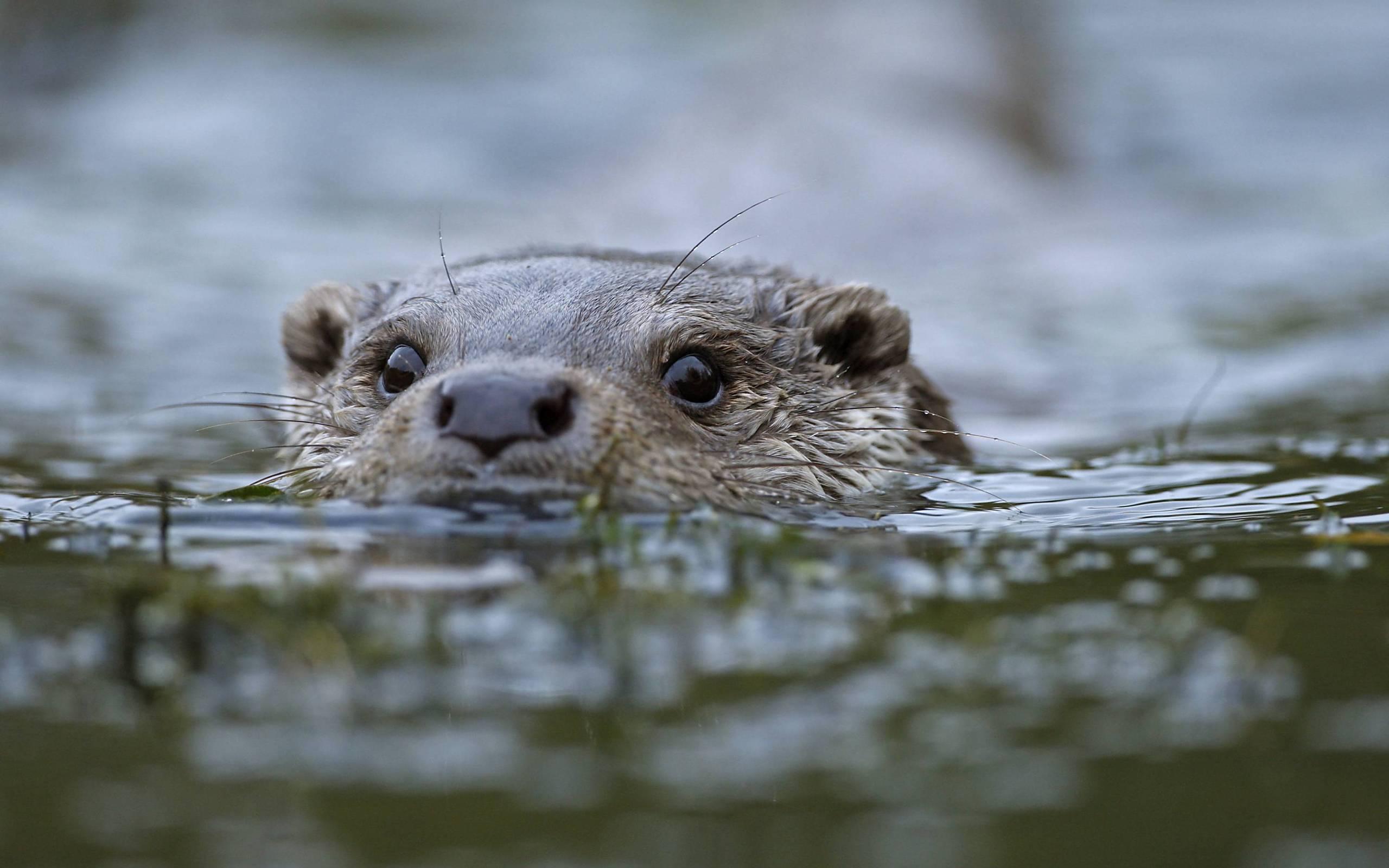 2560x1600 beaver wallpaper, mammal, otter, vertebrate, north american river otter, mink
