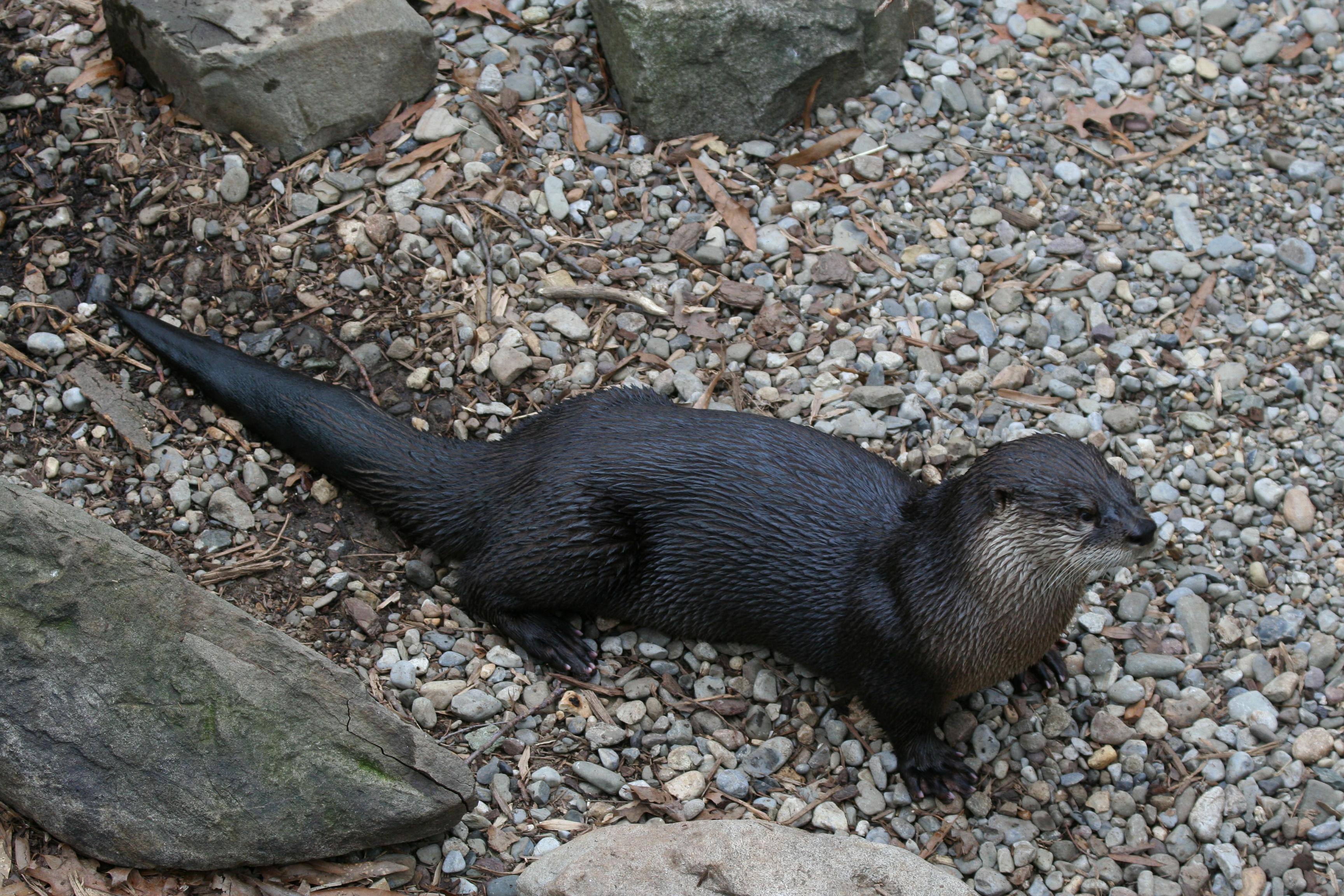 3456x2304 River Otter at the National