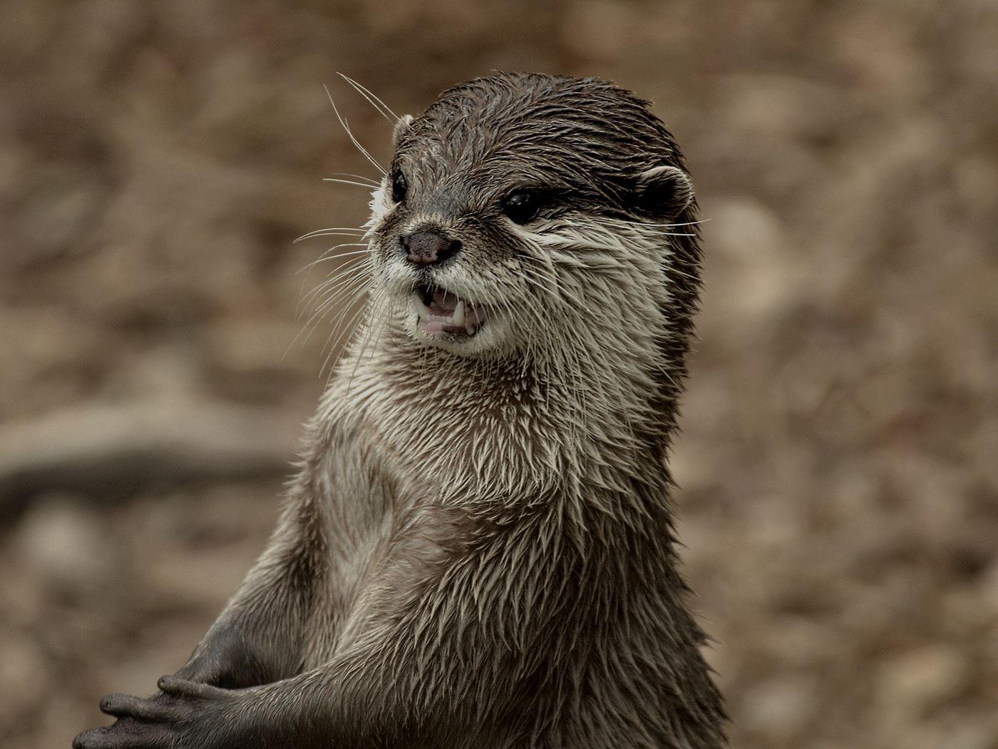 River Otter Wallpapers - Top Free River Otter Backgrounds - WallpaperAccess