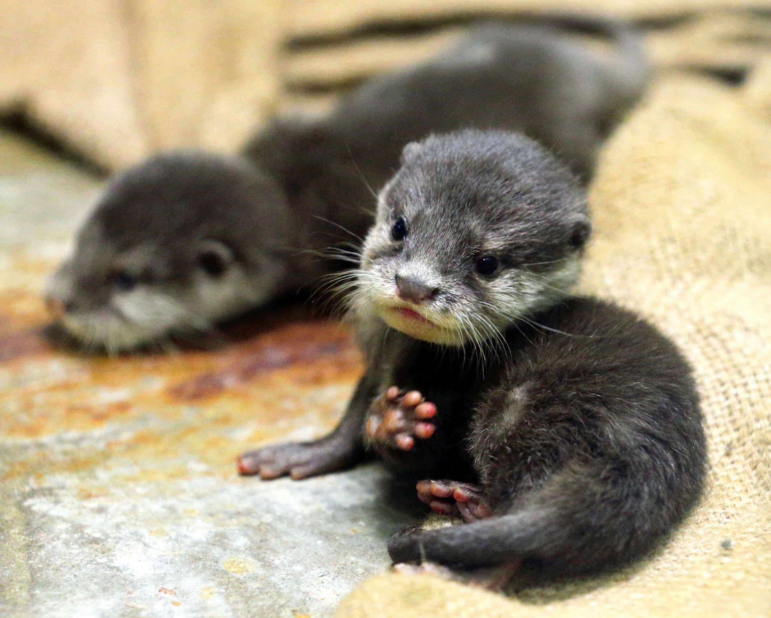2500x2005 Free photo: River Otter, Jungle, Lake