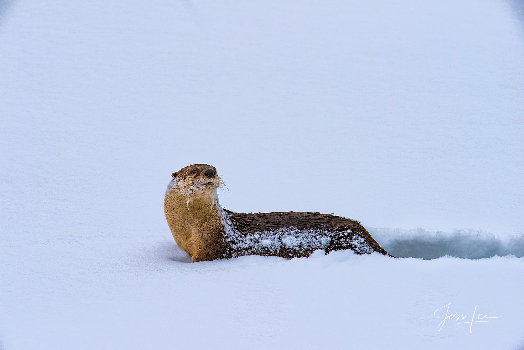 1800x1201 River Otter Slide. Yellowstone. Wyoming. Jess Lee Photo