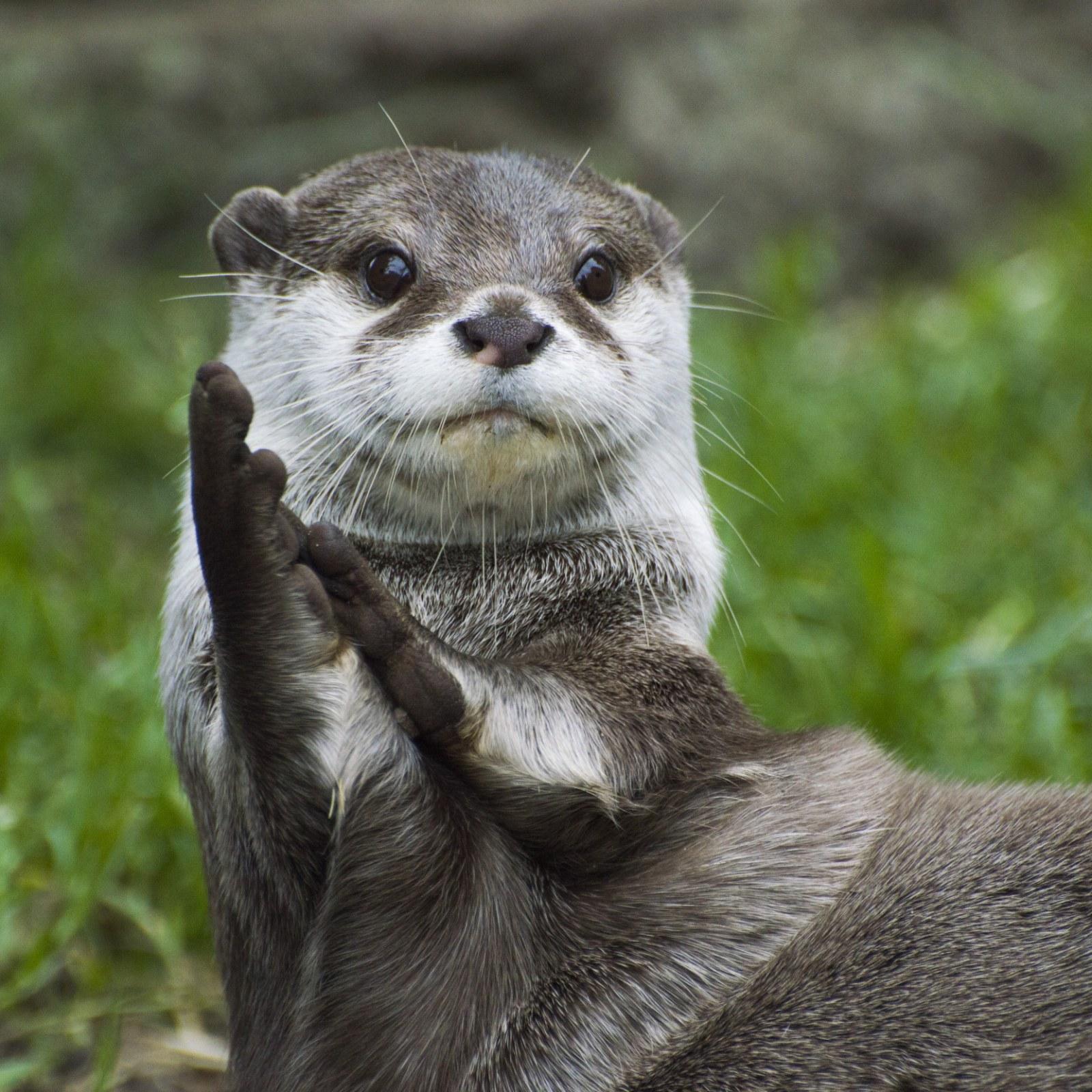 1600x1600 Killer Otter Shocks Bystanders After Attacking and Drowning Seagull