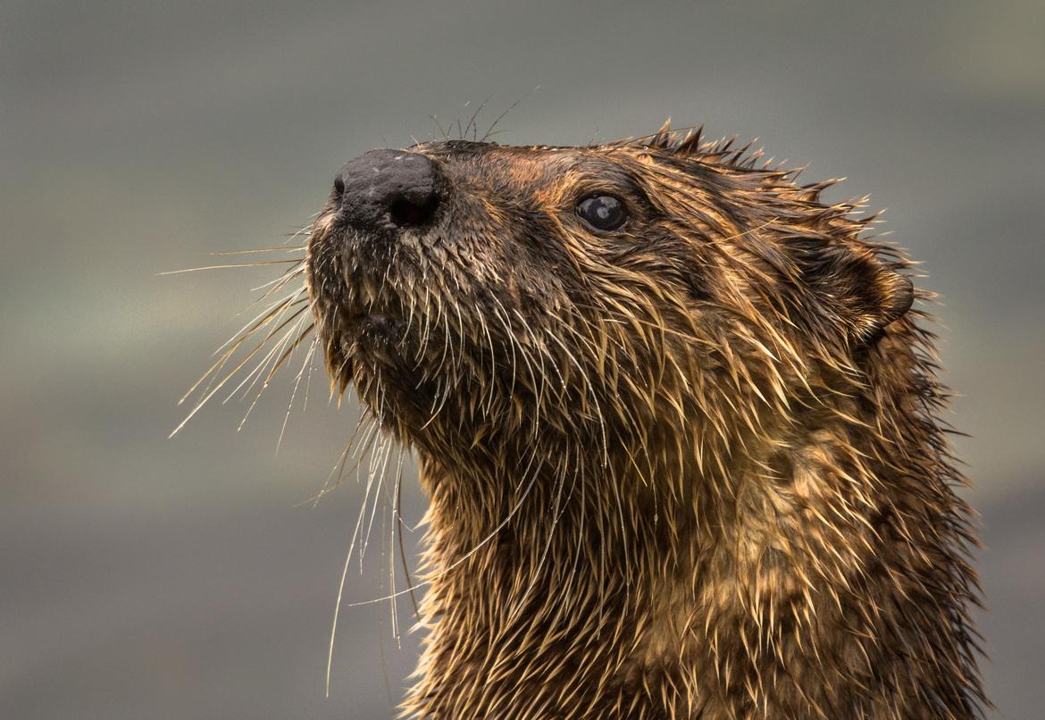 1170x806 British Columbia. Curious River Otter
