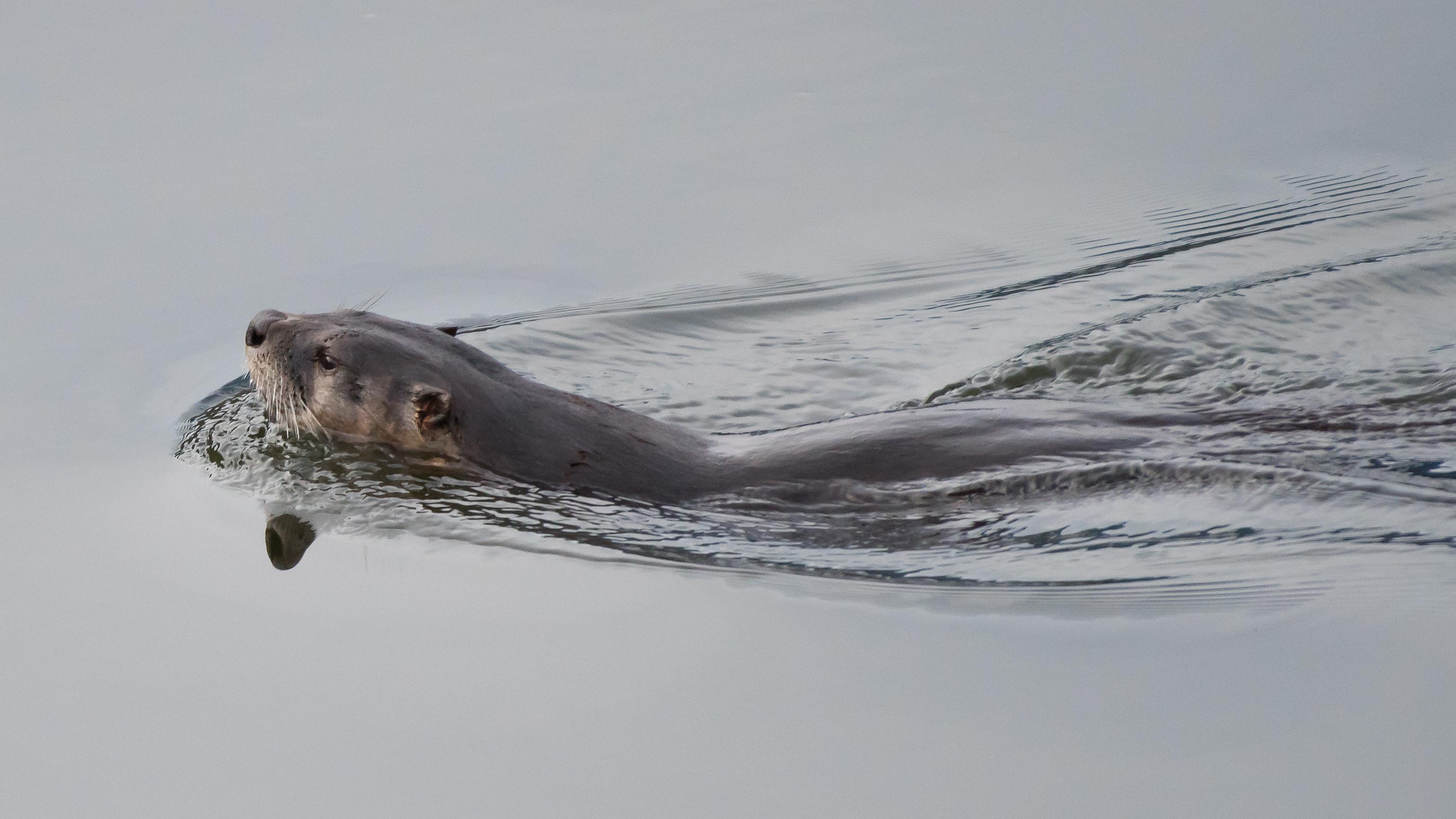 3242x1824 River Otter HD wallpaper