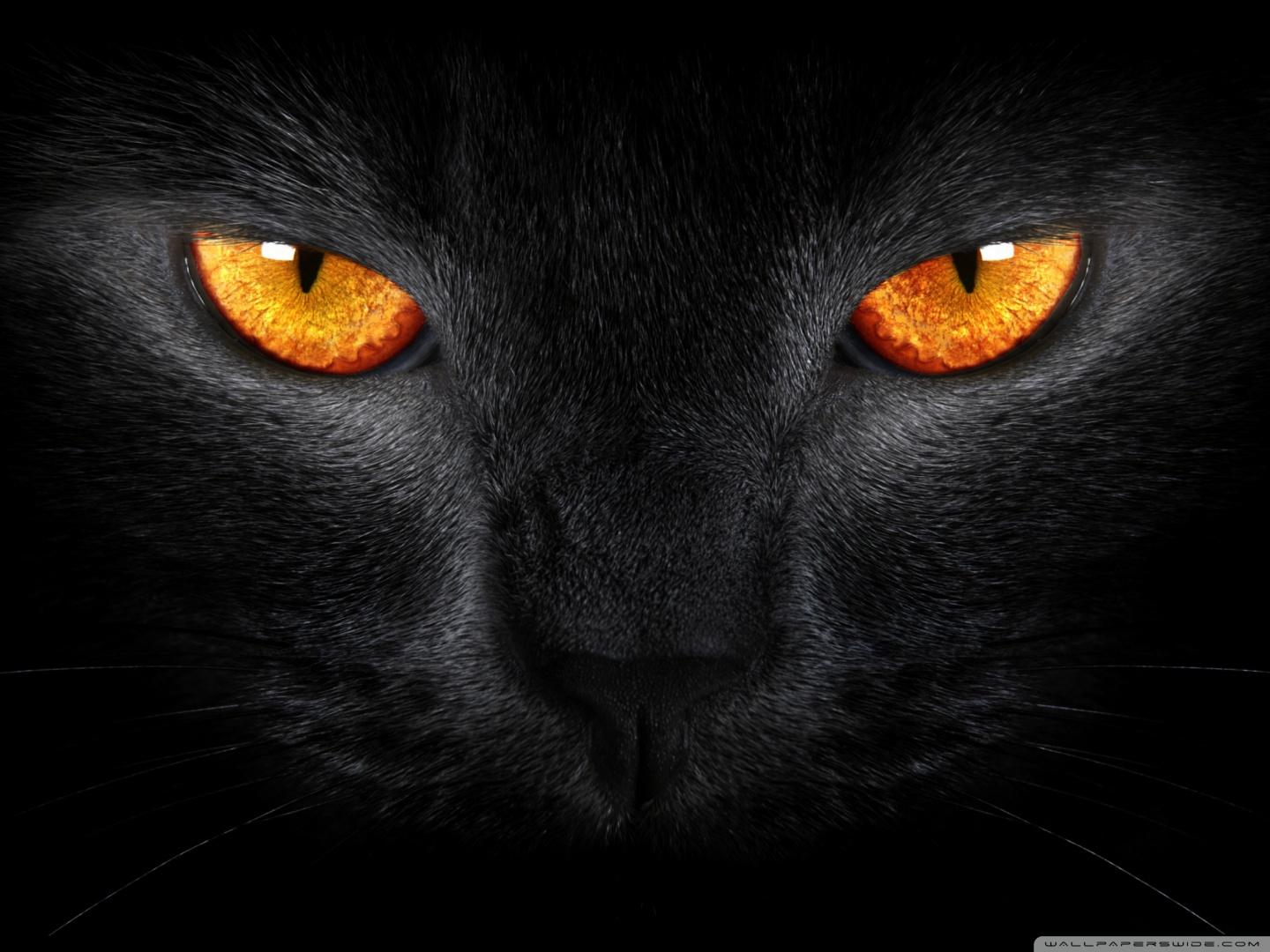 1440x1080 Cool Black Cat wallpaperx1080
