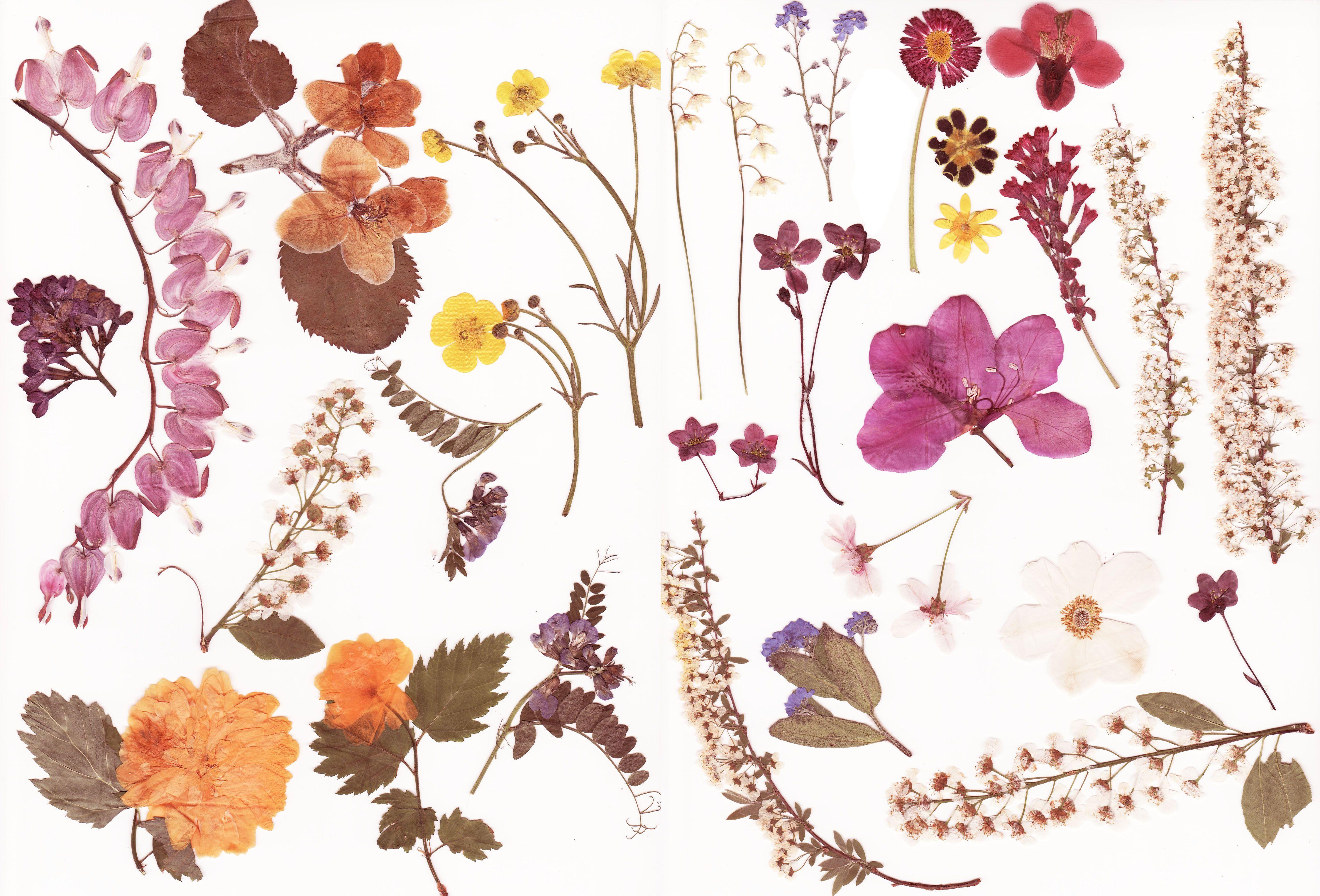 4500x3054 Dried Flowers Wallpaper