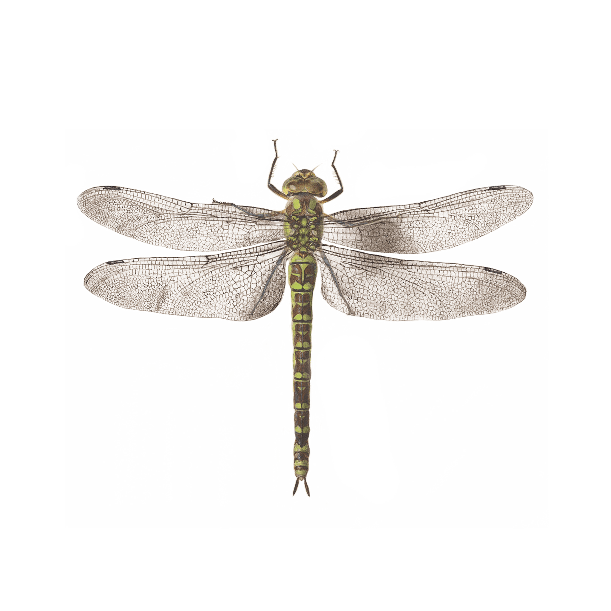 Handdrawn Dragonfly Illustration Stock Photo  Download Image Now   Dragonfly Tattoo Illustration  iStock