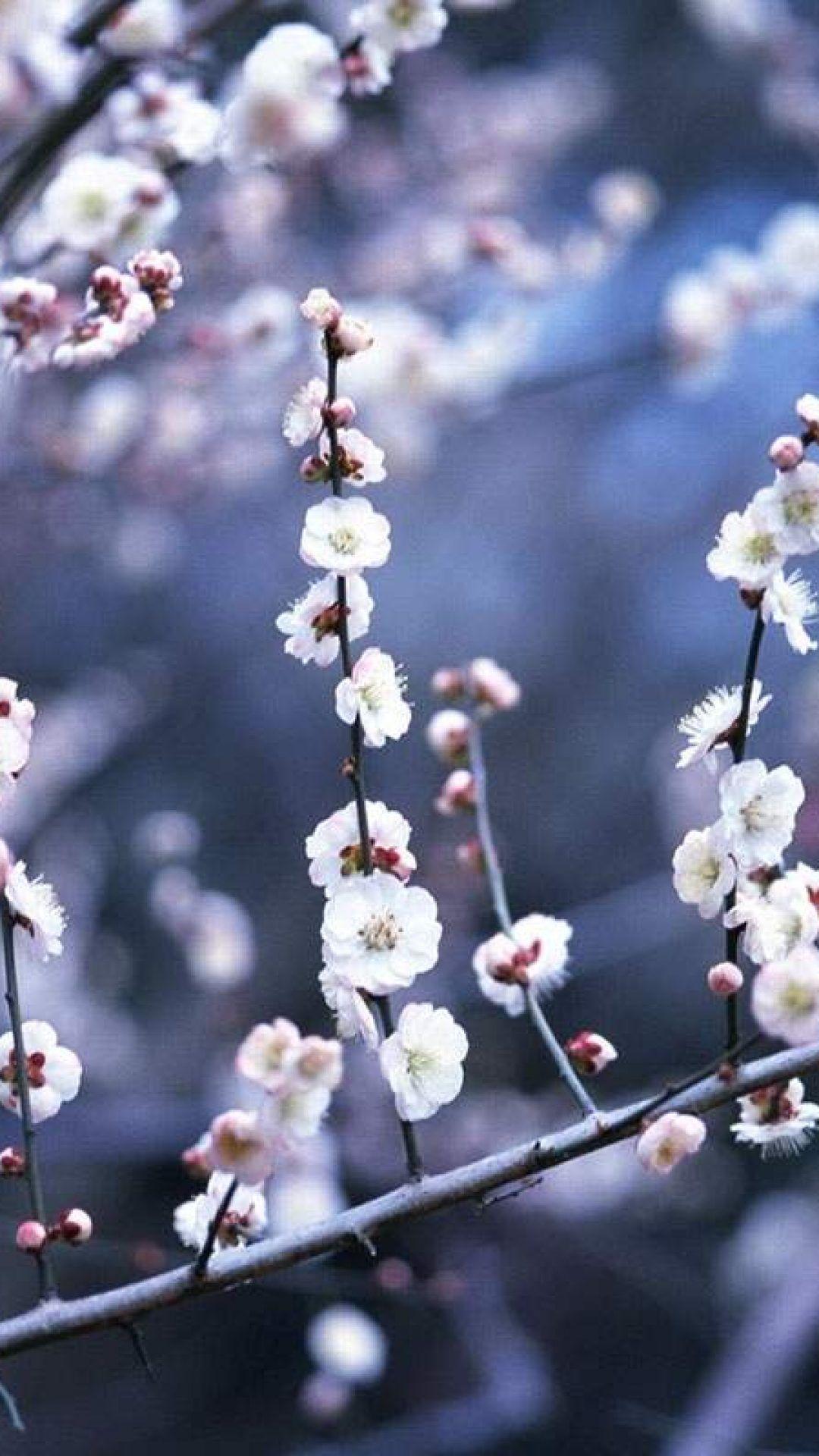 Winter Flower iPhone Wallpapers Top Free Winter Flower iPhone Backgrounds WallpaperAccess