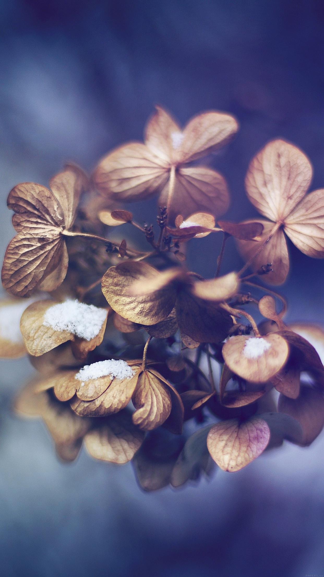 Winter Flower iPhone Wallpapers Top Free Winter Flower iPhone Backgrounds WallpaperAccess