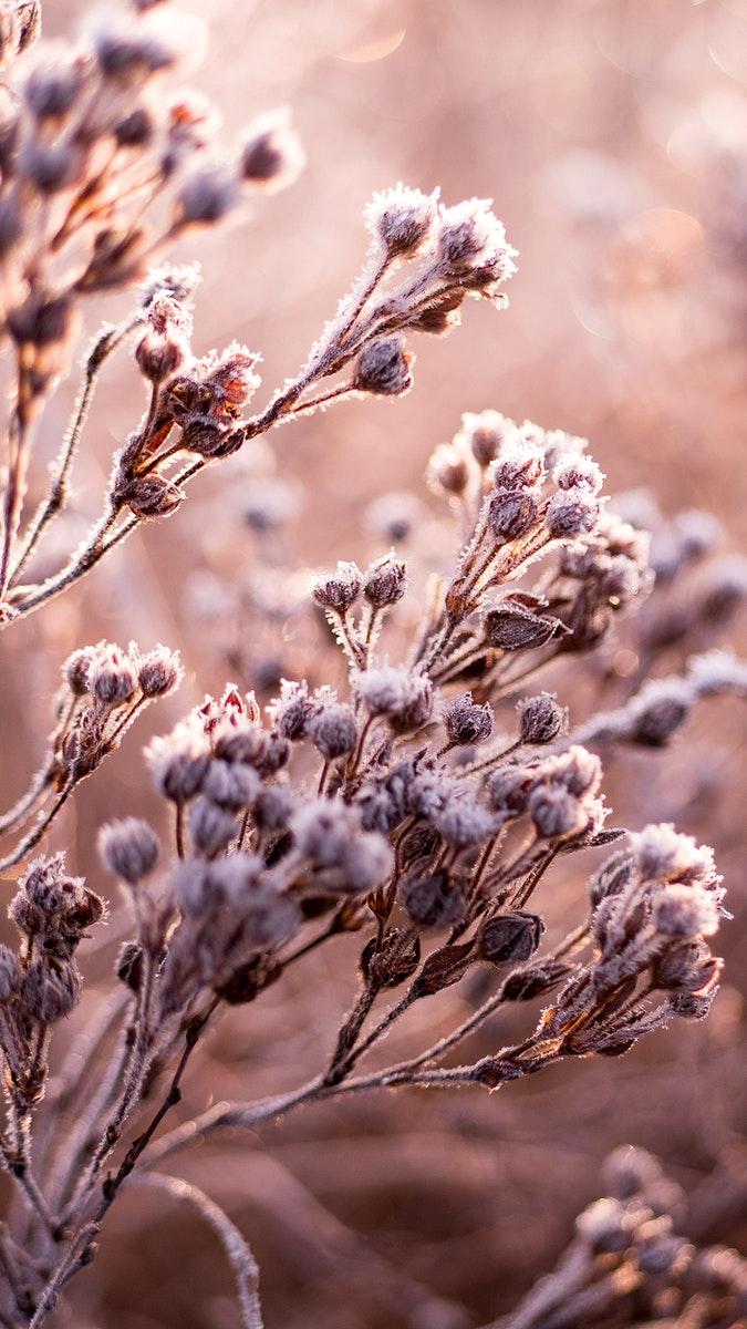 675x1200 Winter iPhone wallpaper aesthetic, frosty
