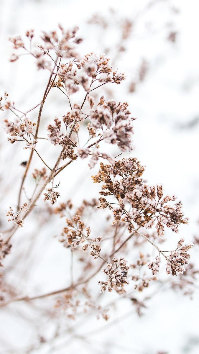 675x1200 Dead flowers iphone wallpaper winter