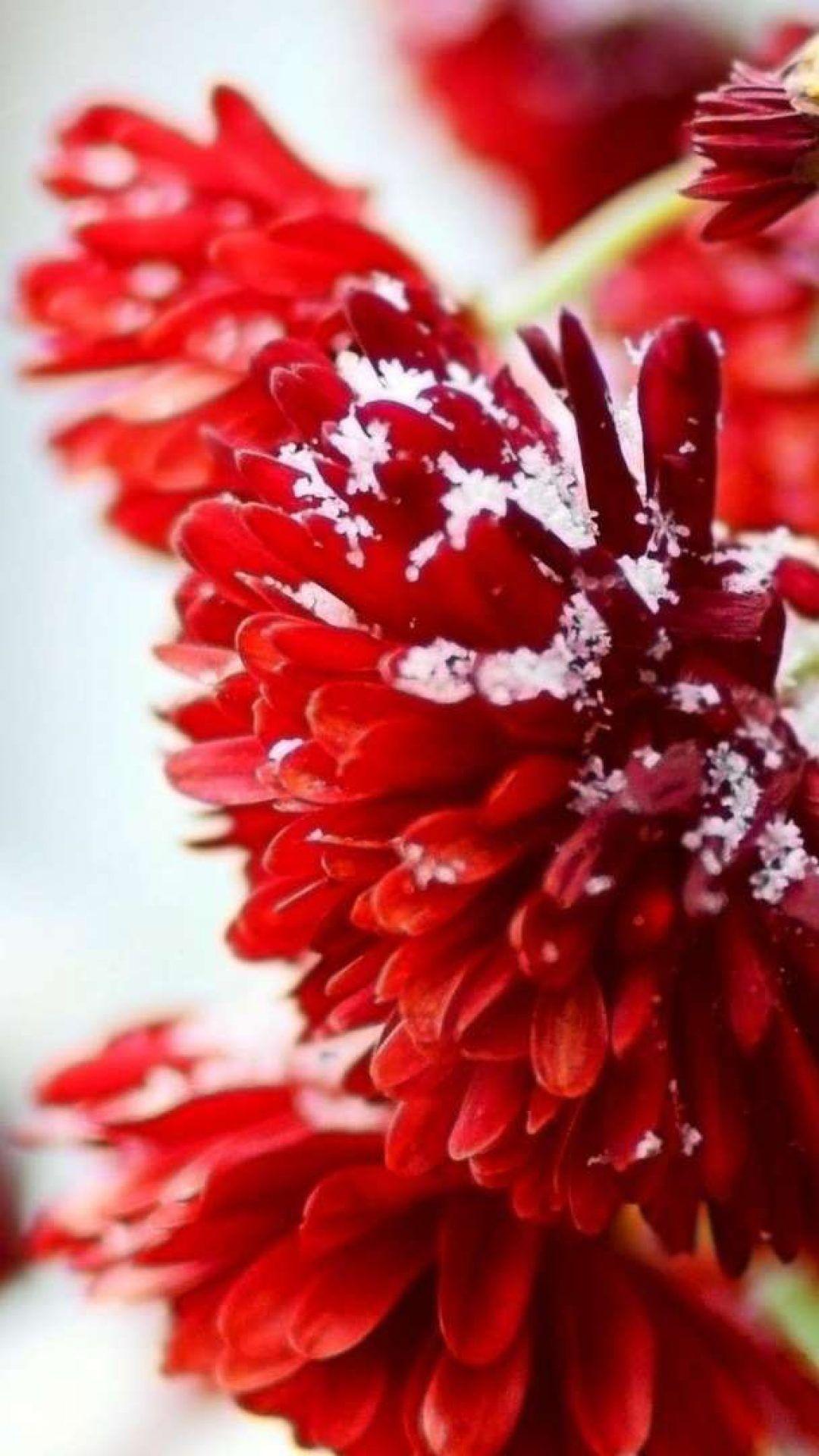 Winter Flower iPhone Wallpapers - Top Free Winter Flower iPhone ...