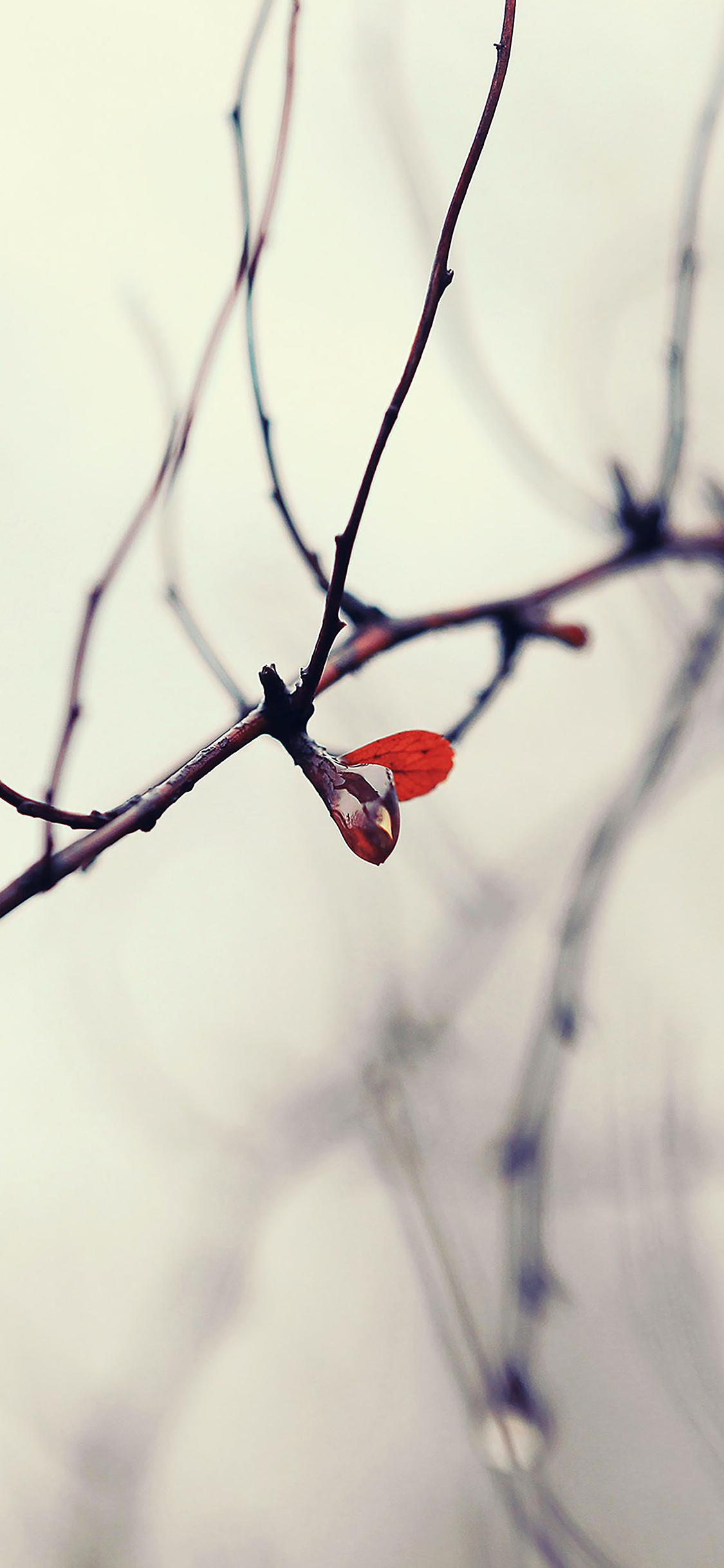 Winter Flower iPhone Wallpapers Top Free Winter Flower iPhone Backgrounds WallpaperAccess