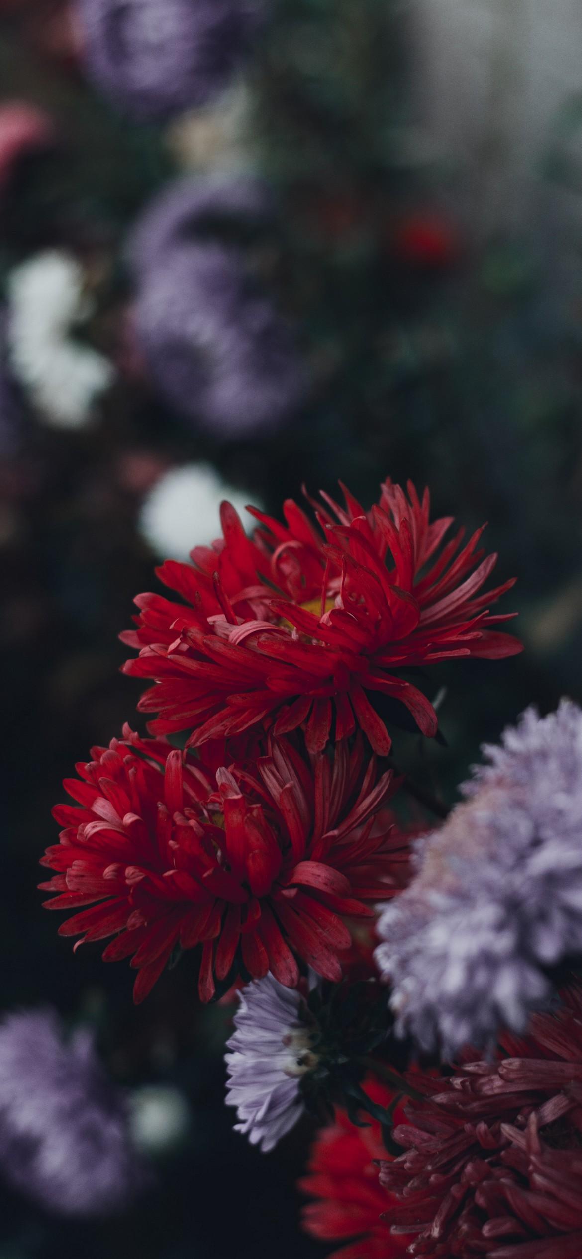 1170x2532 iPhone Flower Wallpaper