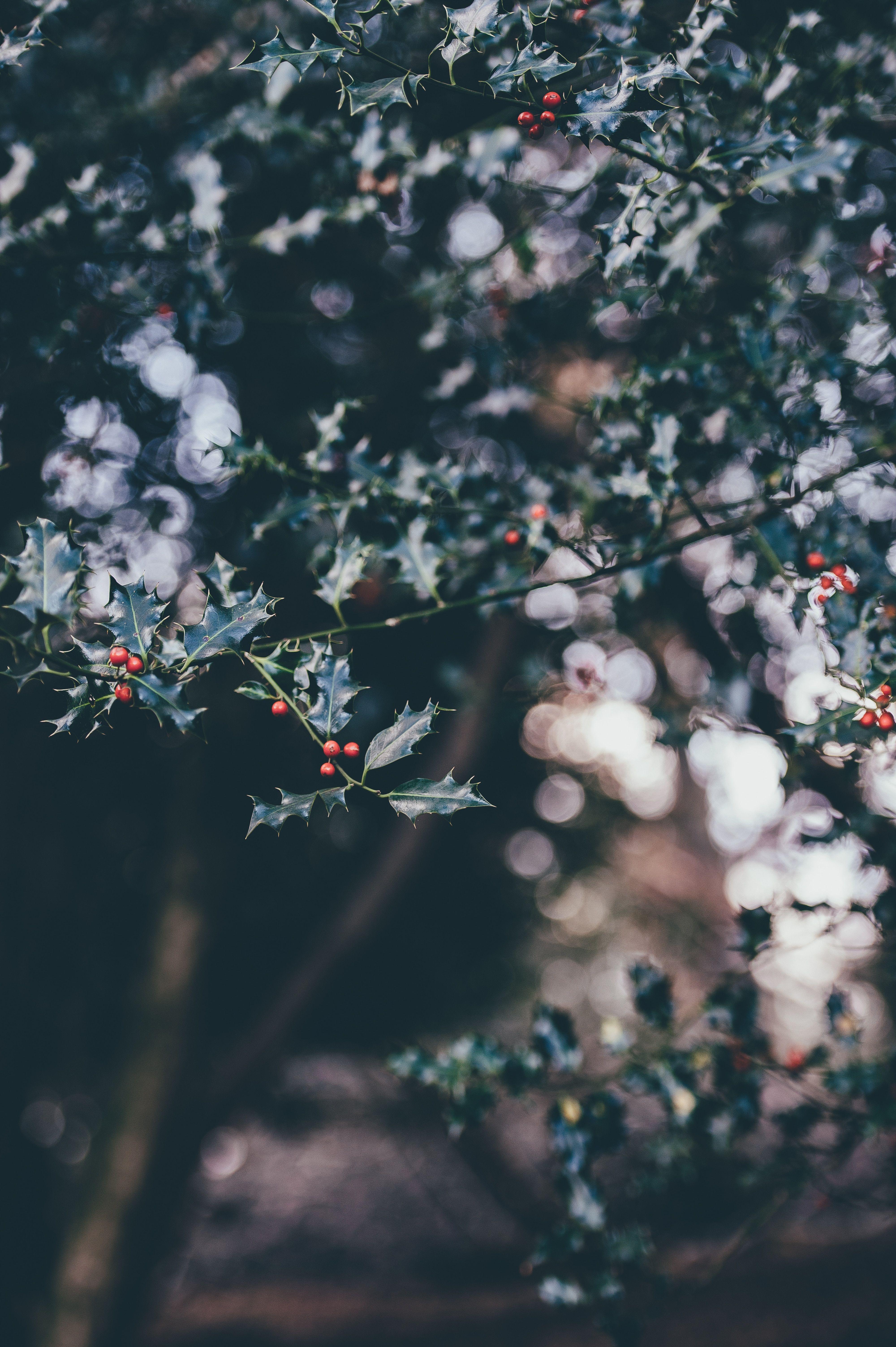 4000x6010 iPhone Wallpaper: HD, 4K, 5K for PC and Mobile. Download free image for iPhone, Android
