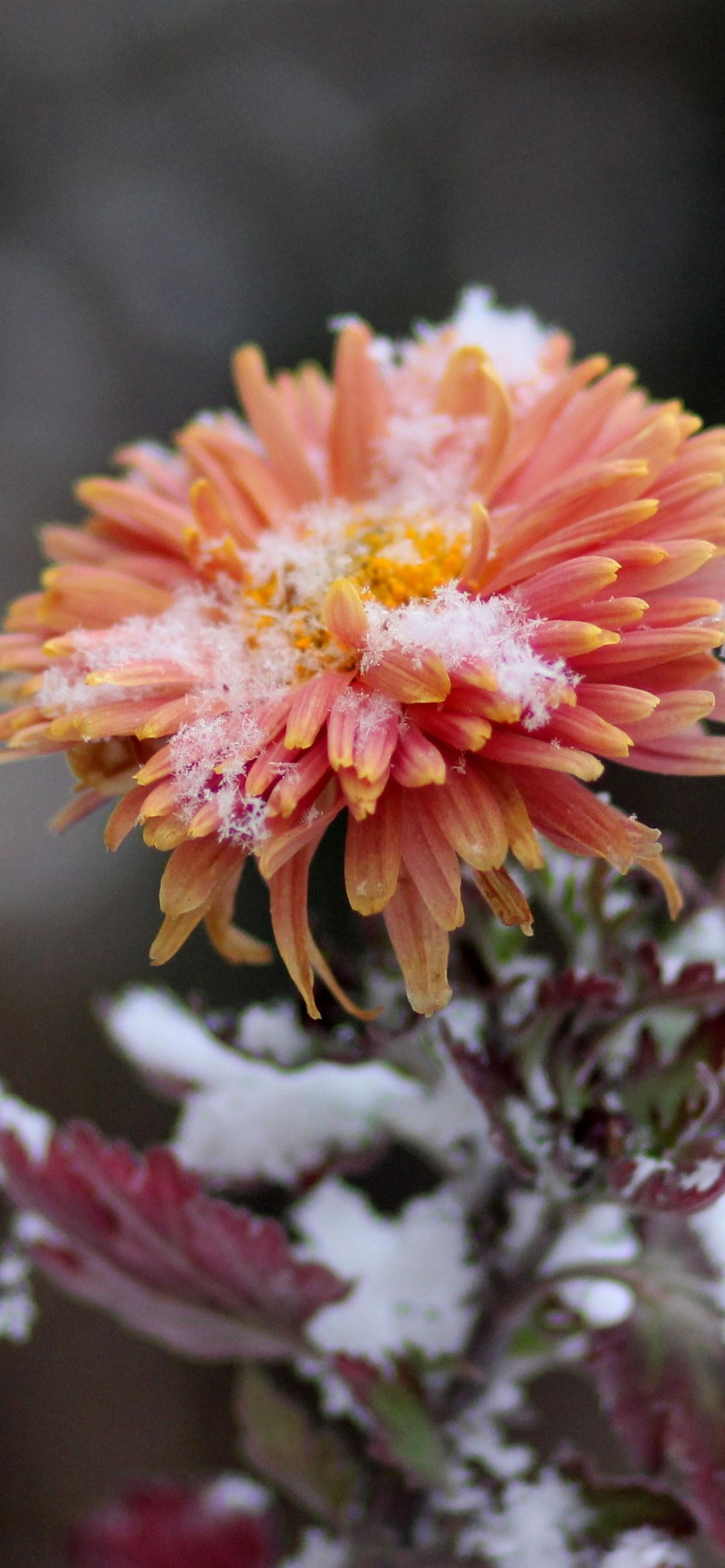 Winter Flower iPhone Wallpapers Top Free Winter Flower iPhone Backgrounds WallpaperAccess