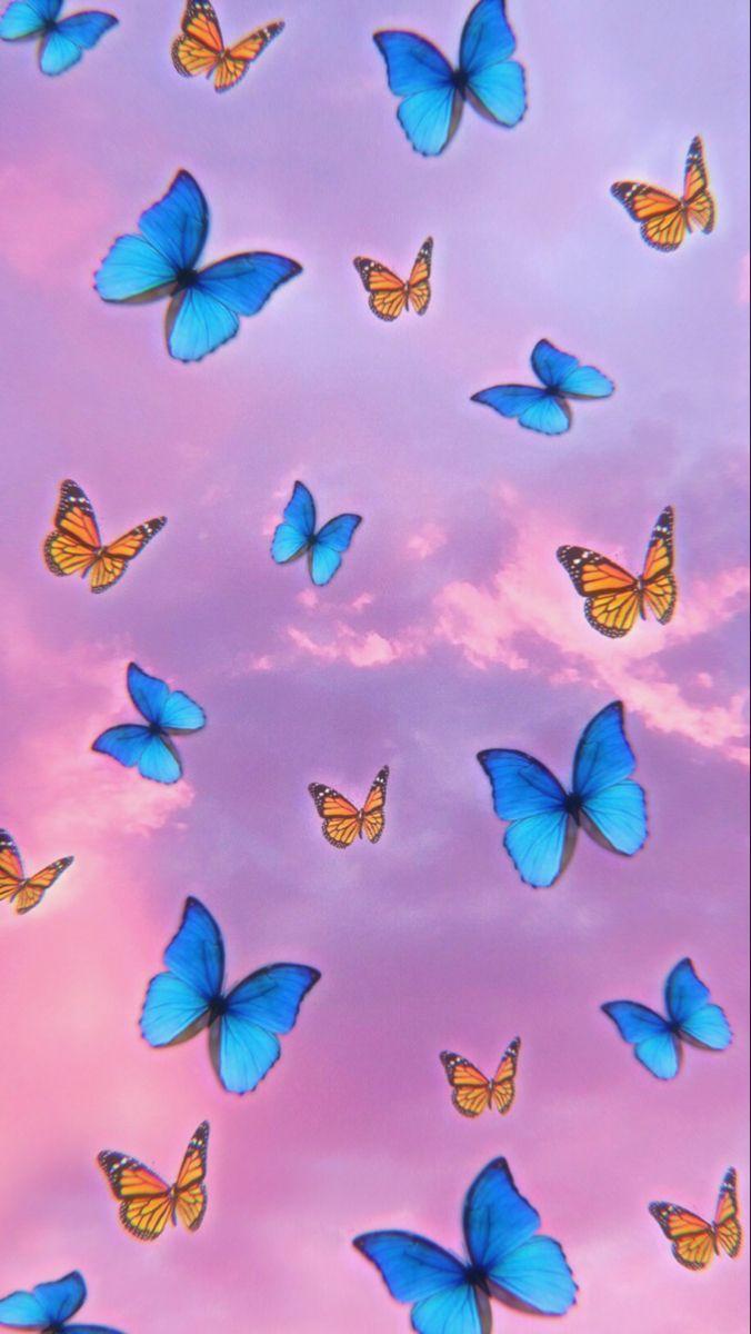 Cute Cartoon Butterfly Wallpapers Top Free Cute Cartoon Butterfly Backgrounds Wallpaperaccess