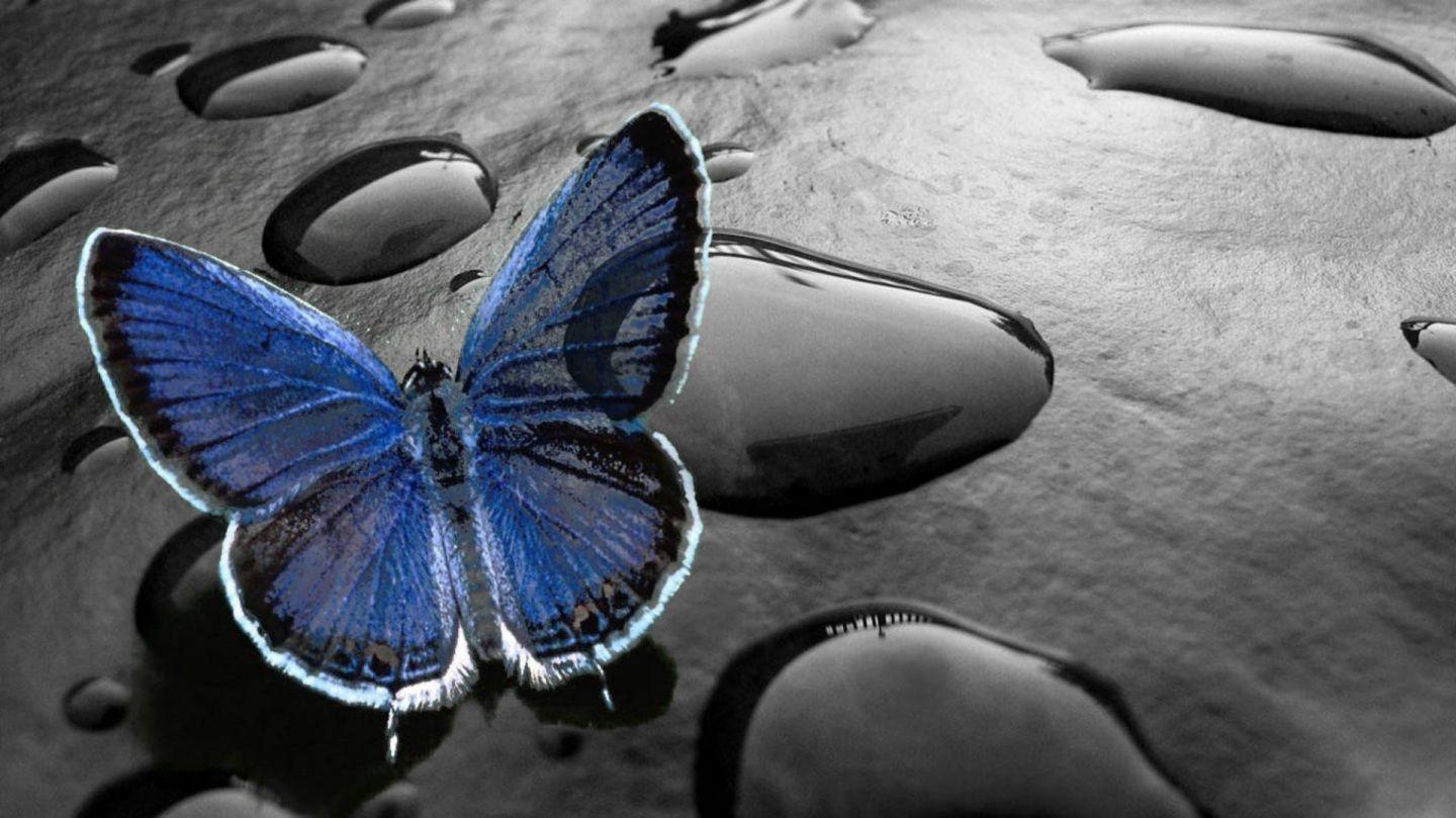 1440x809 Cute Butterfly Wallpaper For Mobile Phones