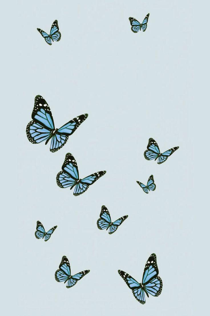 736x1104 Blue butterfly wallpaper, Butterfly wallpaper iphone, Baby blue wallpaper