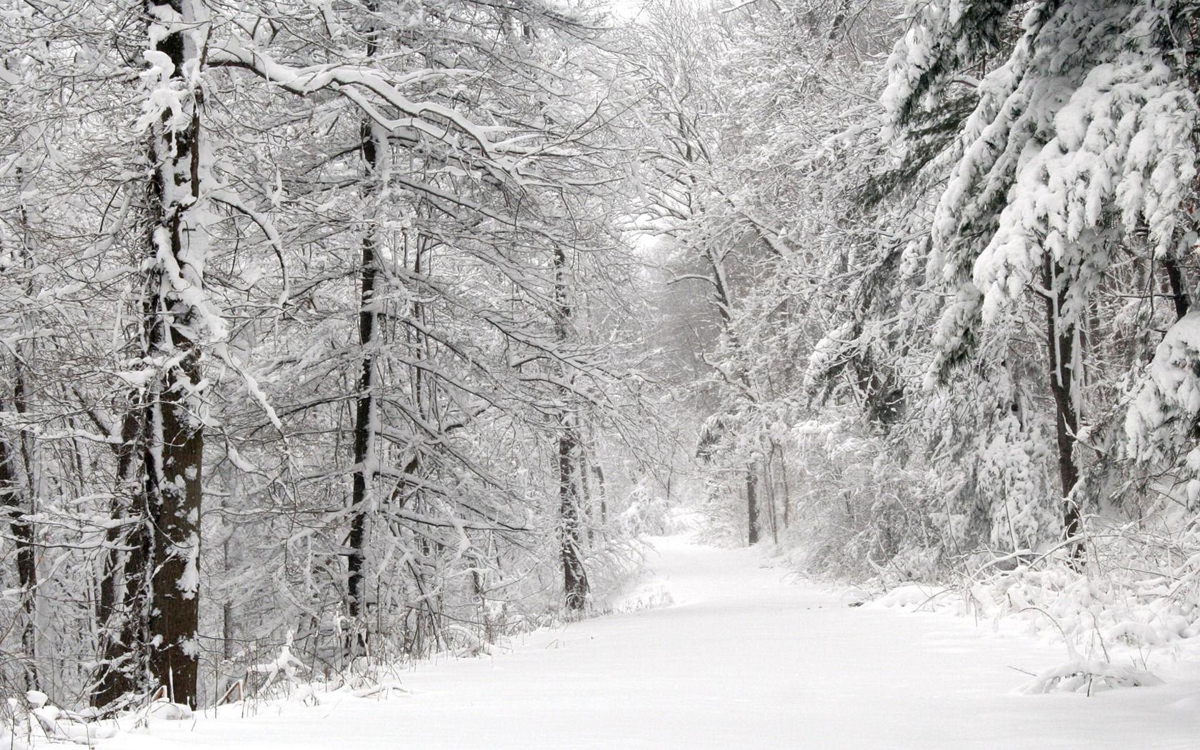1680x1050 Beautiful Winter Nature widescreen wallpaper. Winter wallpaper, Snowy forest, Forest wallpaper