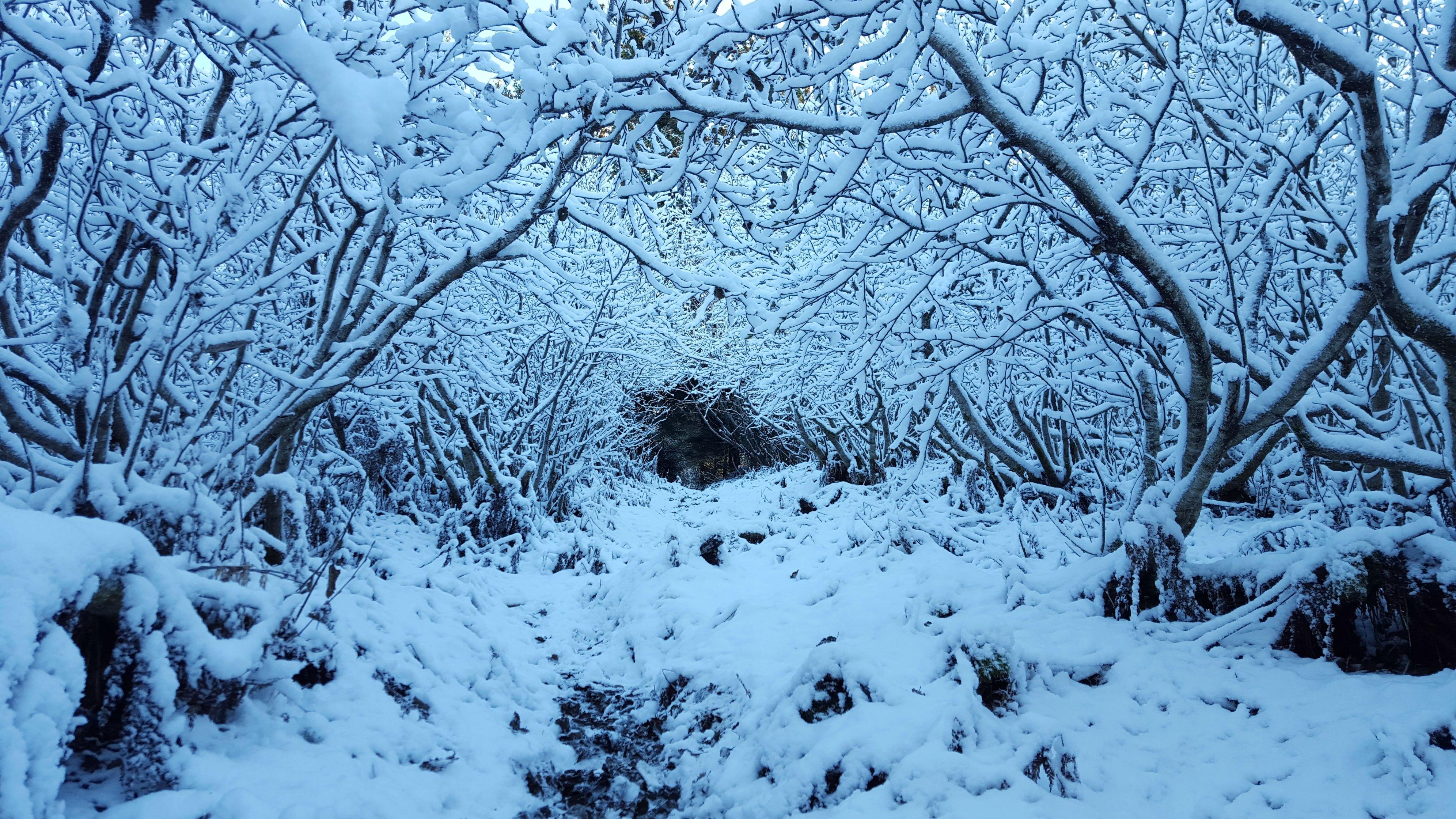 3984x2241 Winter Snow Storm Wallpaper