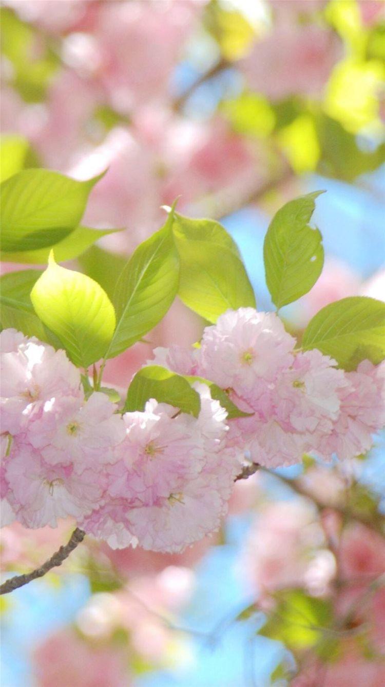750x1335 Beautiful Flower Wallpaper For iPhone 6