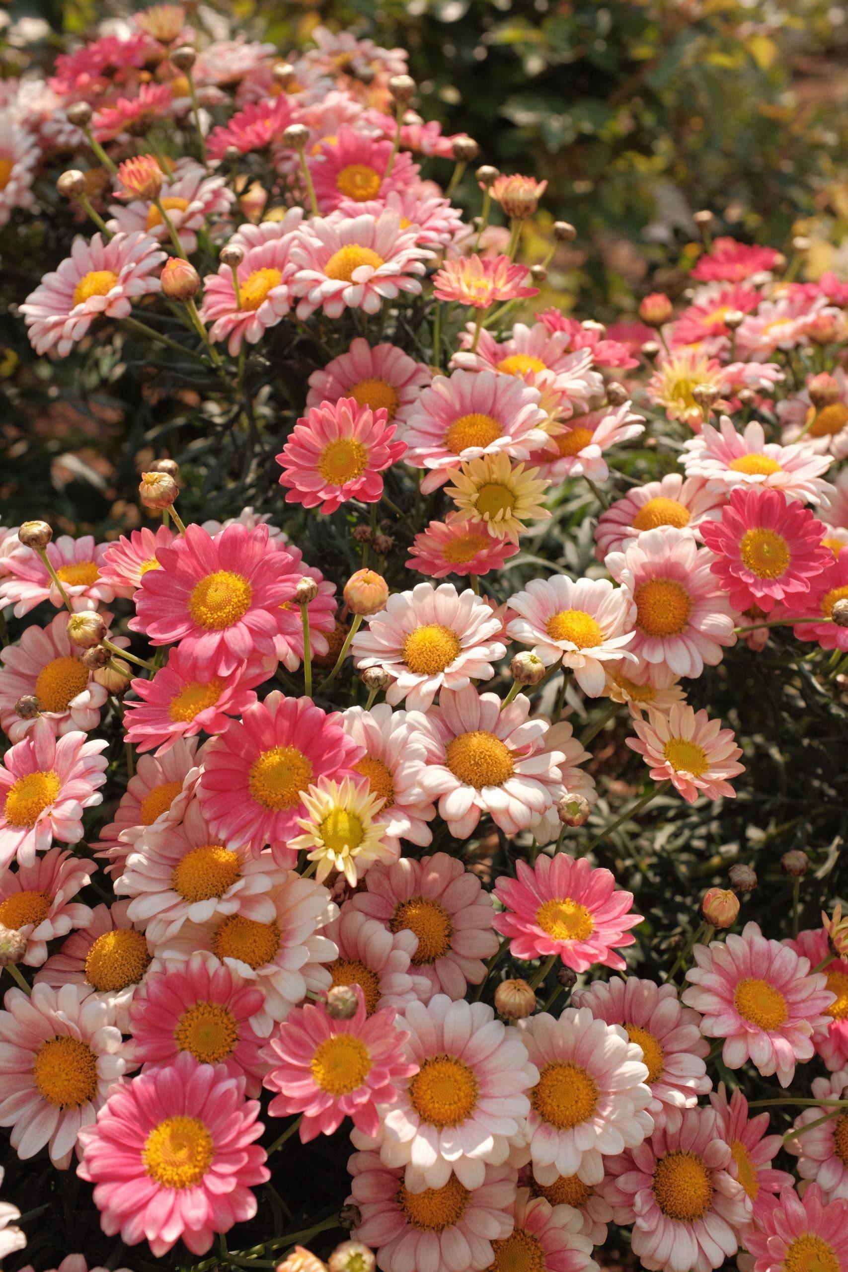 1707x2560 Beautiful Flower Wallpaper For iPhone (Free Download!)