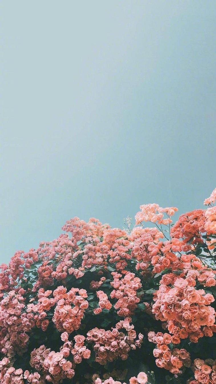 757x1347 Beautiful flower iphone wallpaper Wallpaper