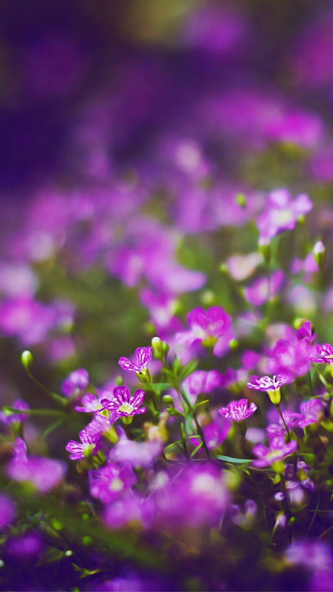 1080x1920 Flower iPhone Background