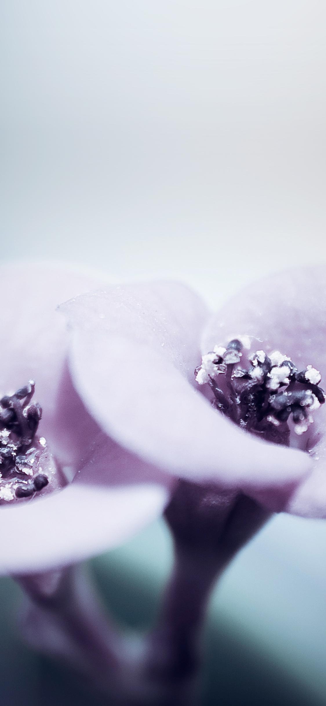 1125x2436 Beautiful iPhone Wallpaper Flower