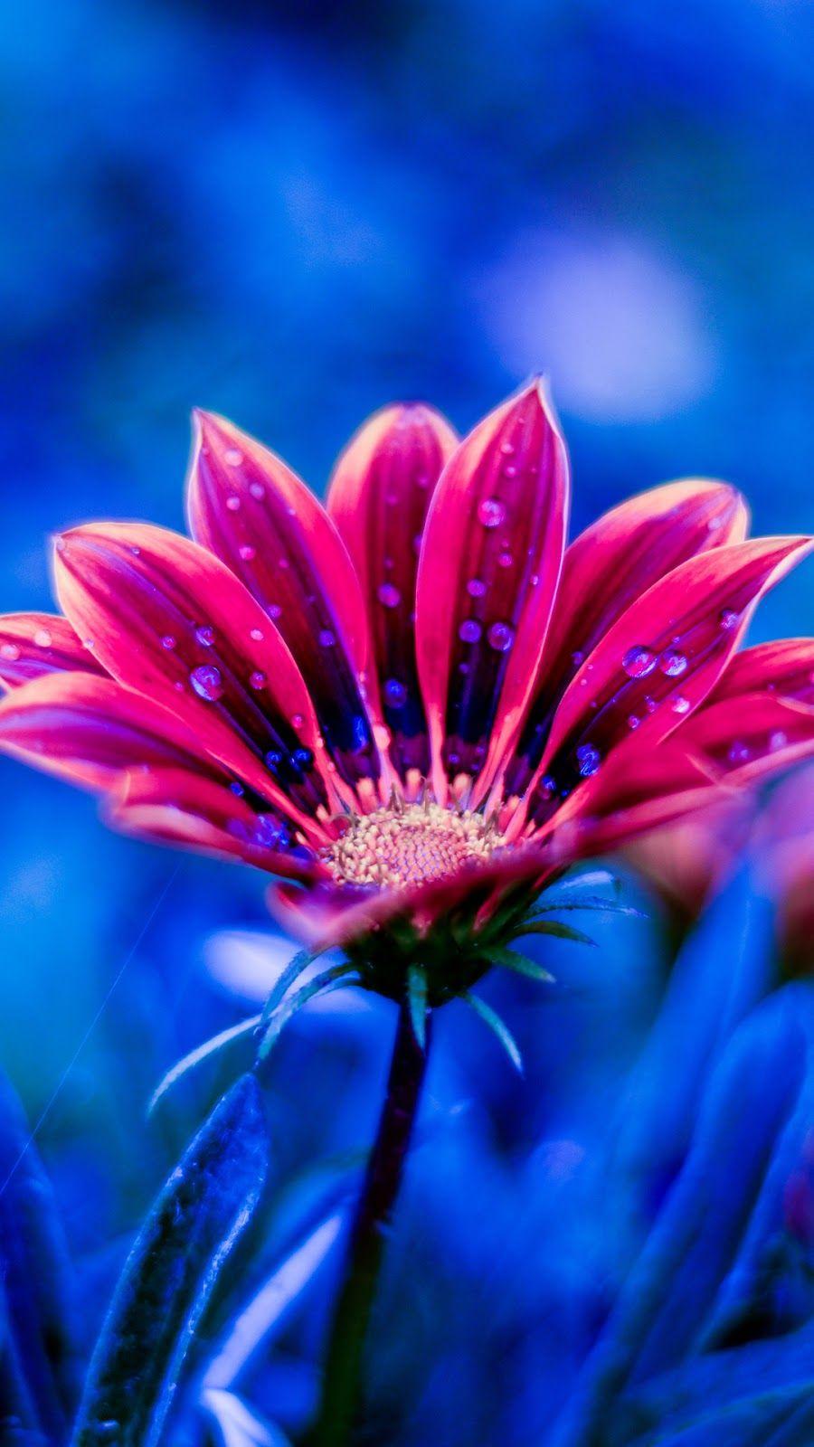 900x1600 Flower #wallpaper #iphone #android #background #followme. Beautiful flowers HD wallpaper, Free flower wallpaper, Flower wallpaper