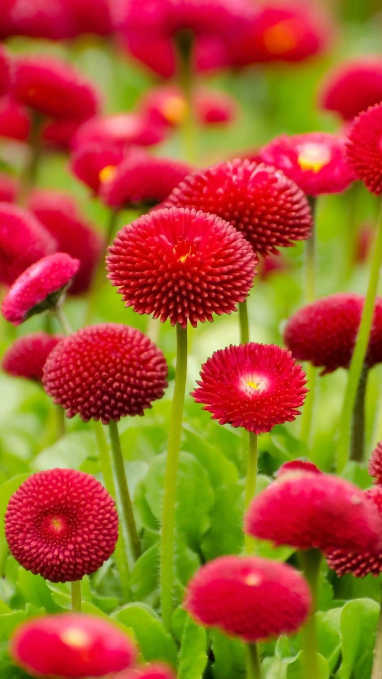 Beautiful Flower iPhone Wallpapers Top Free Beautiful Flower iPhone