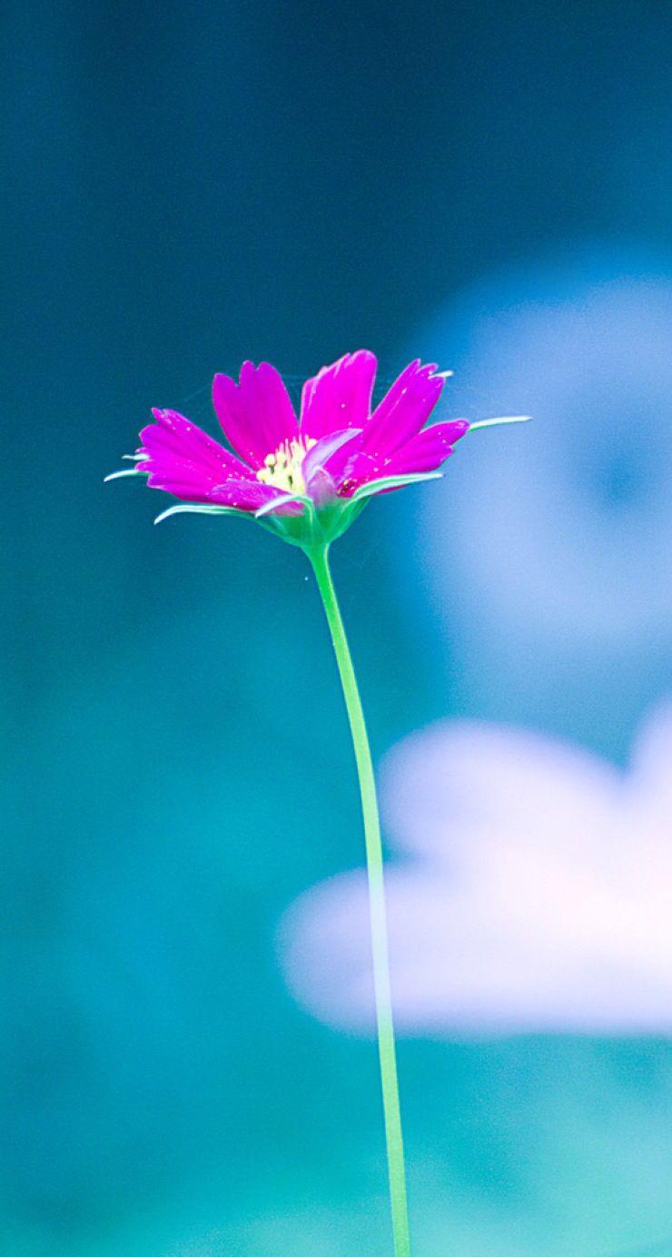 740x1384 Hd Wallpaper For iPhone 5 Flowers Wallpaper & Background Download