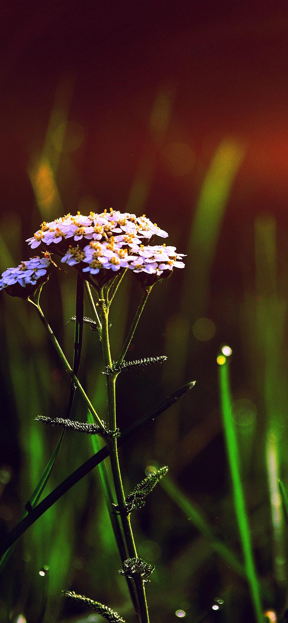 1125x2436 iPhone X wallpaper. spring flower bokeh beautiful blue flare