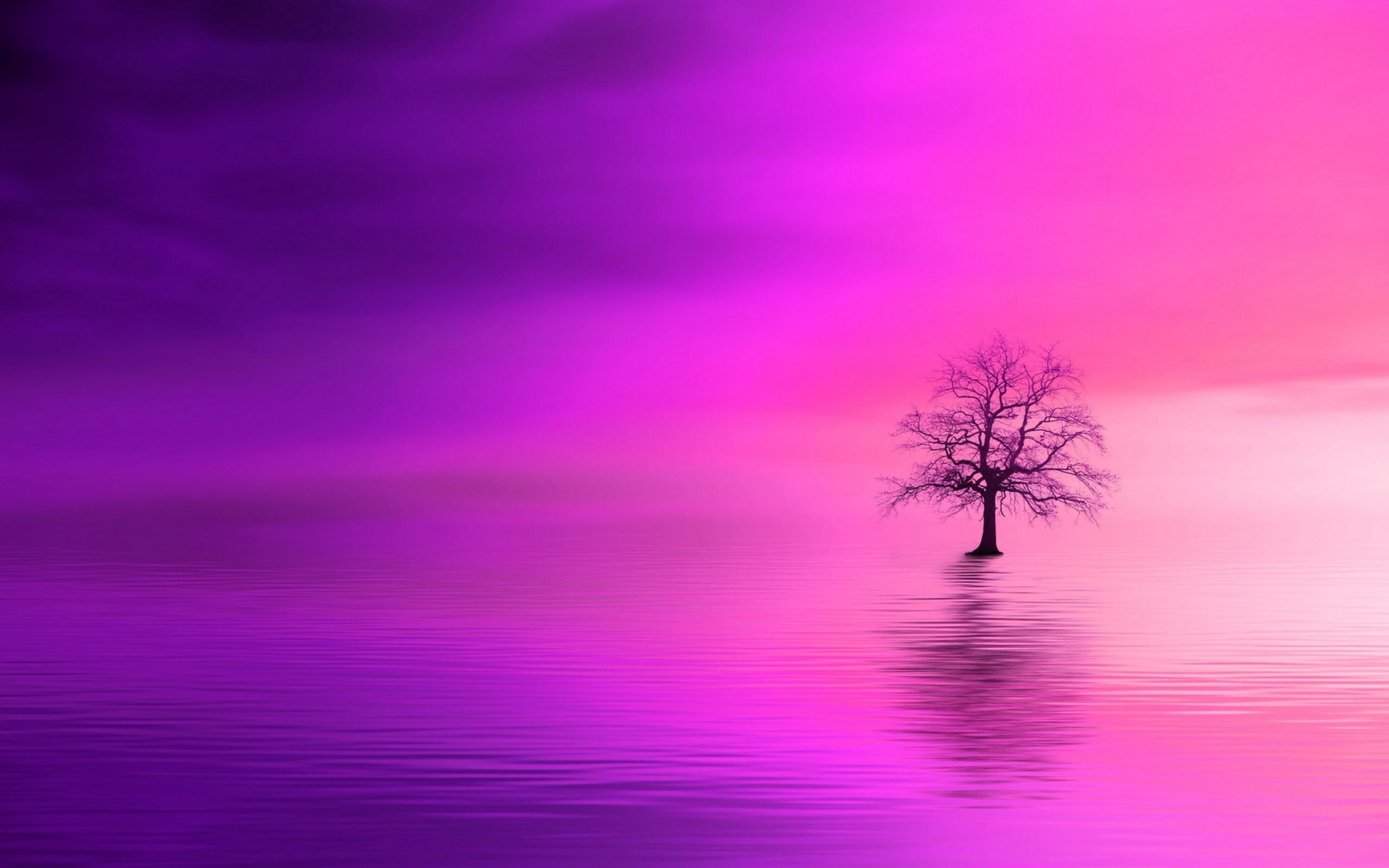 2560x1600 Tree under a pink horizon HD Wallpaper 13 Retina Macbook Pro