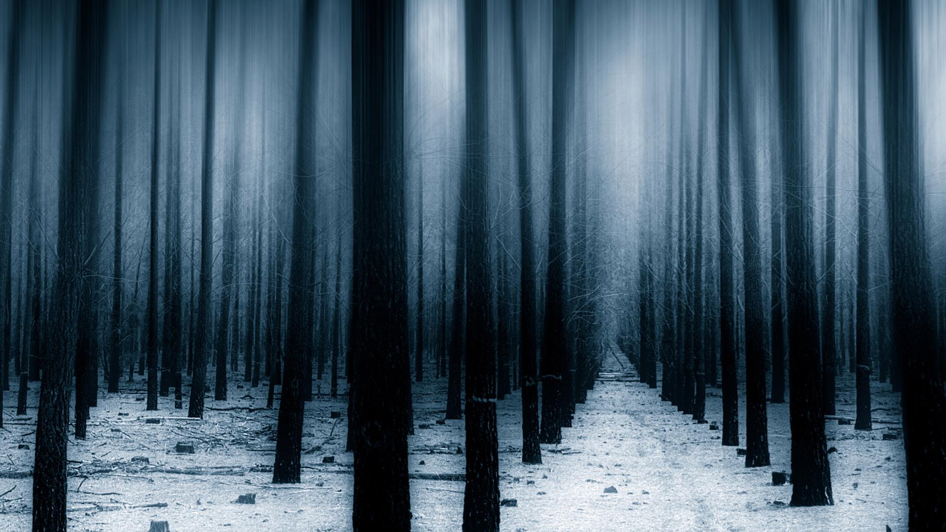 1920x1080 Dark Forest Woods Snow Winter 8k Laptop Full HD 1080P HD 4k Wallpaper, Image, Background, Photo and Picture