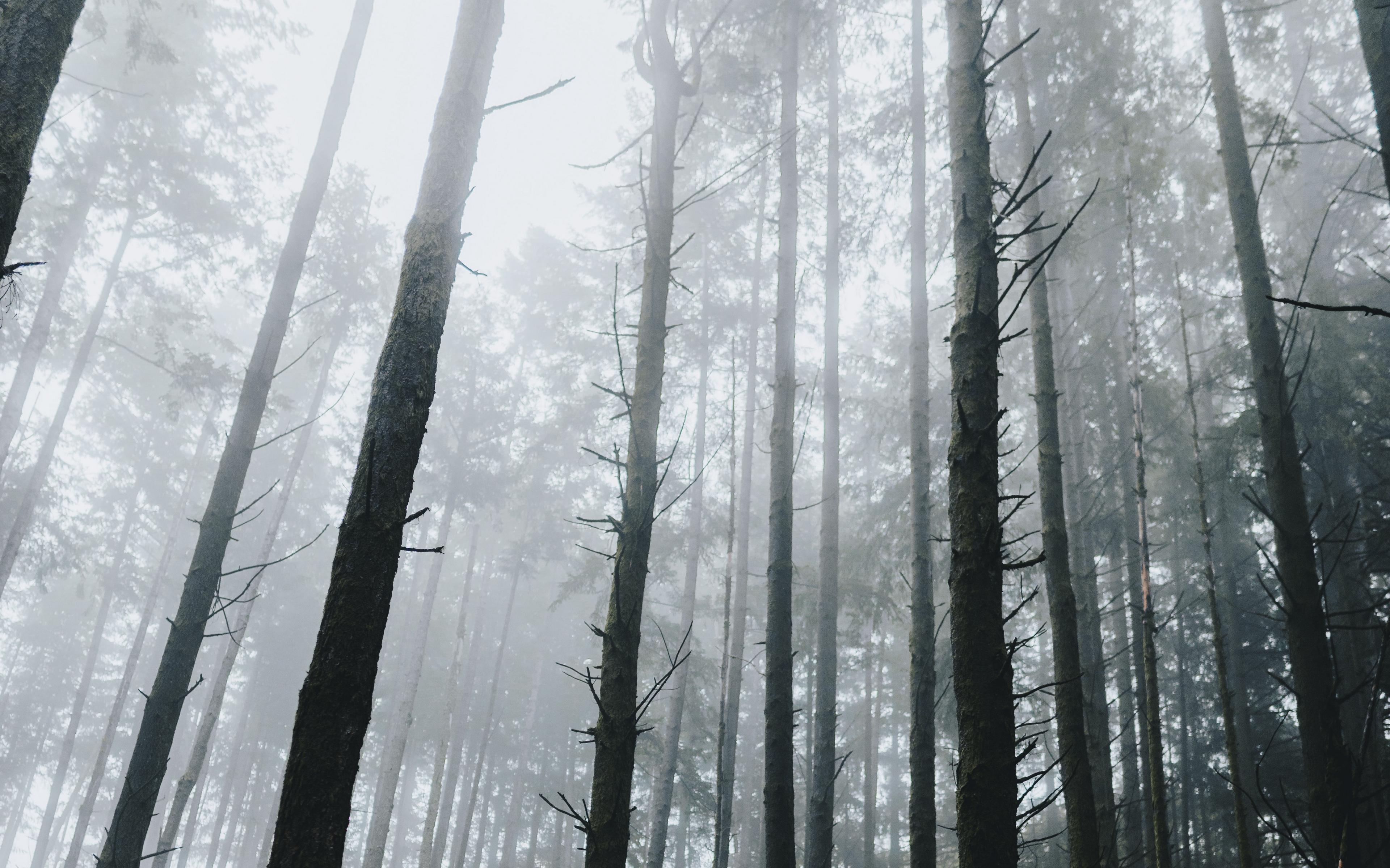 3840x2400 Dark Forest Wallpaper 4k