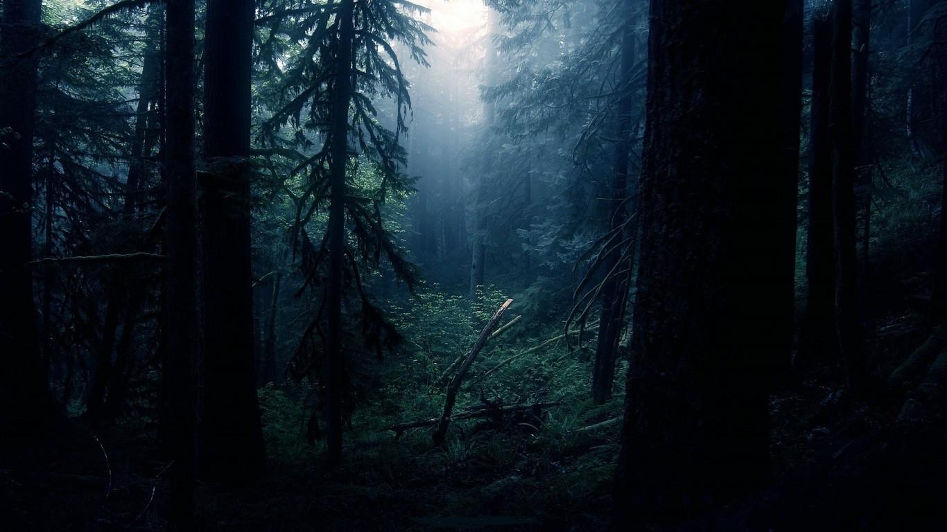 1366x768 Download 1366x768 Dark Forest, Trees, Moonlight, Plants, Foliage Wallpaper for Laptop, Notebook