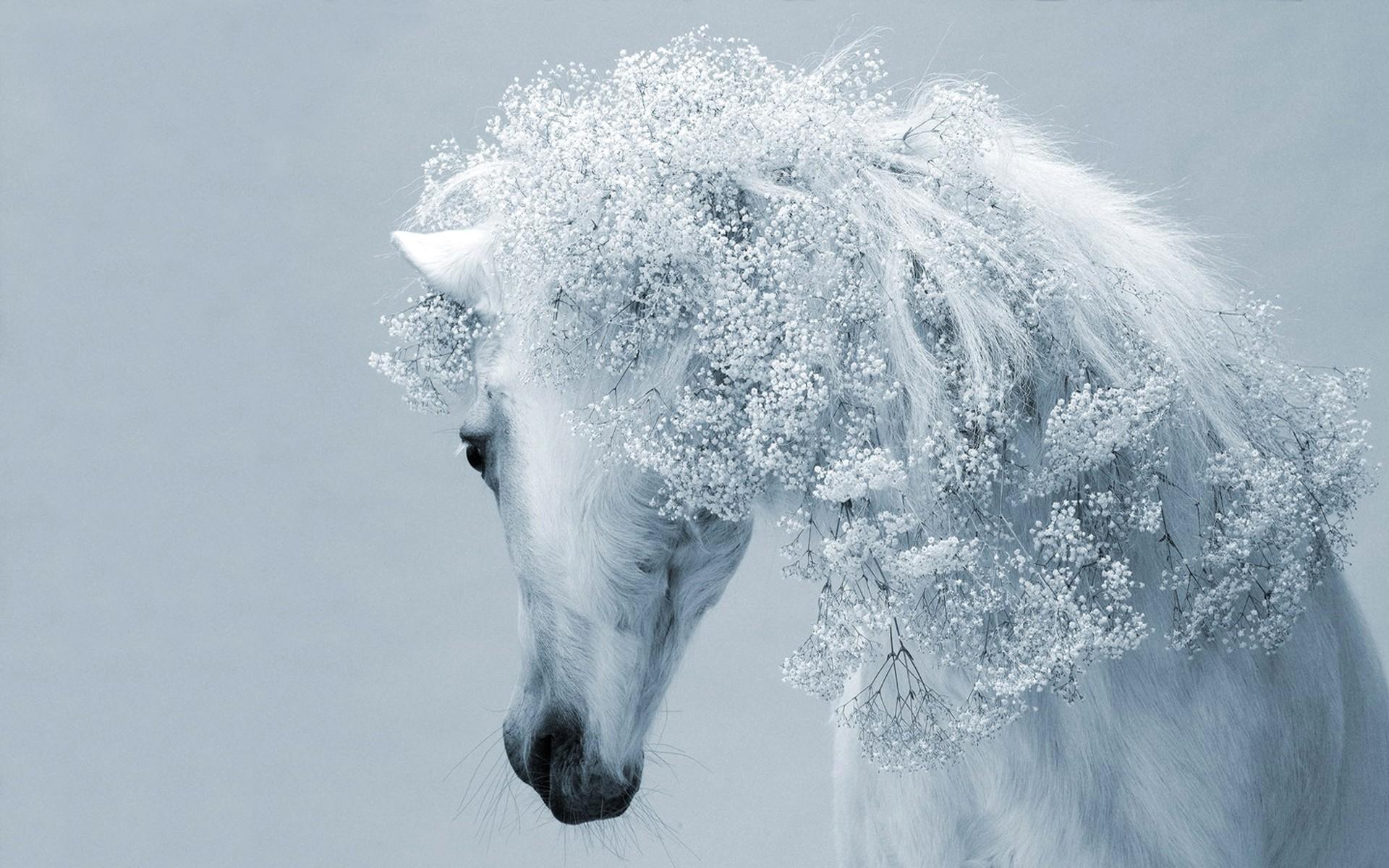 Beautiful White Horse Wallpapers - Top Free Beautiful White Horse  Backgrounds - WallpaperAccess