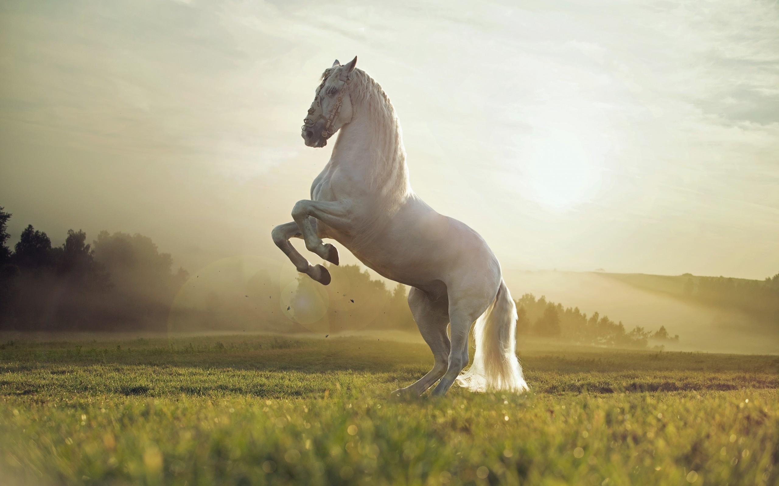 2560x1600 Beautiful White Horse HD Wallpaper