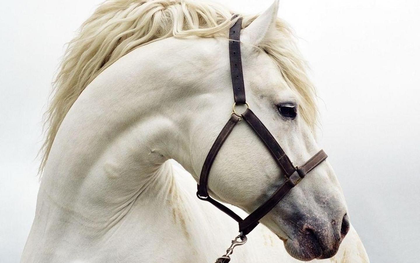1440x900 Most Beautiful Horse Wallpaper and Background Free Download