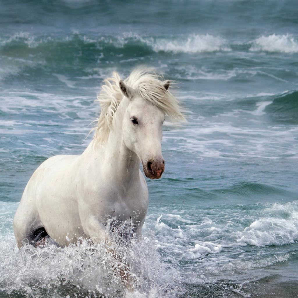 1024x1024 Wallpaper Beautiful White Horse In The Water On Desktop.com Wallpaper, Picture, Image!