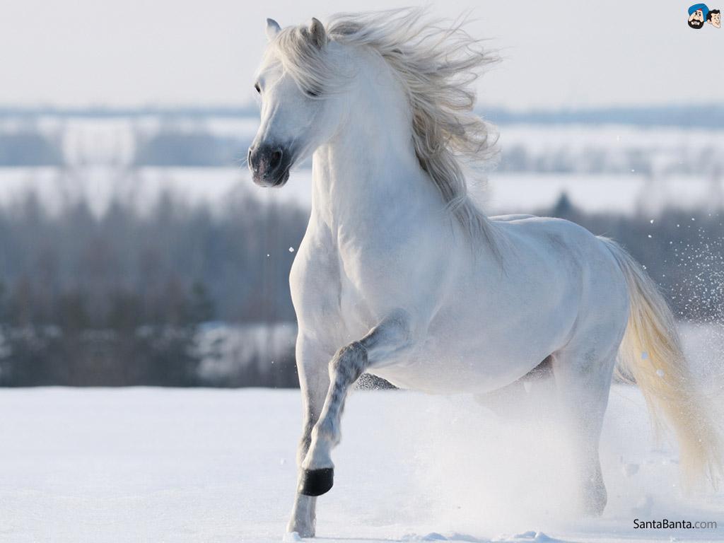 1024x768 White Horses In Snow Wallpaper & Background Download