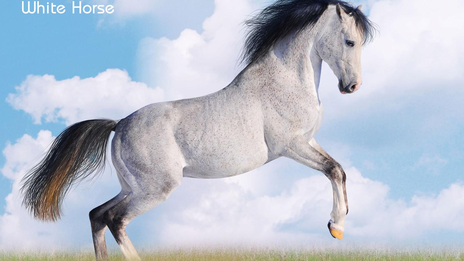1600x900 Beautiful White Horse Widescreen Wallpaper 07661