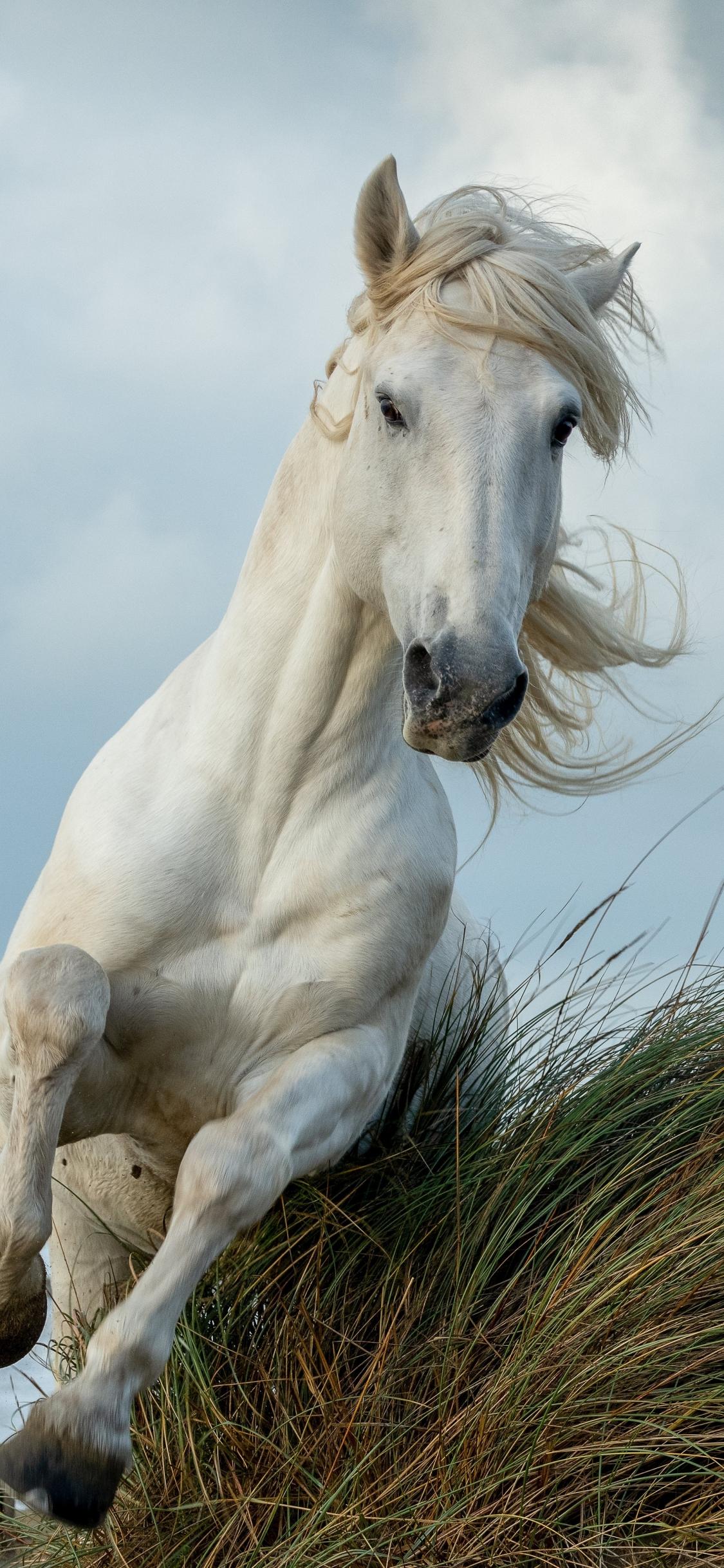 1125x2436 Download white horse, run, animal 1125x2436 wallpaper, iphone x, 1125x2436 HD image, background, 26277