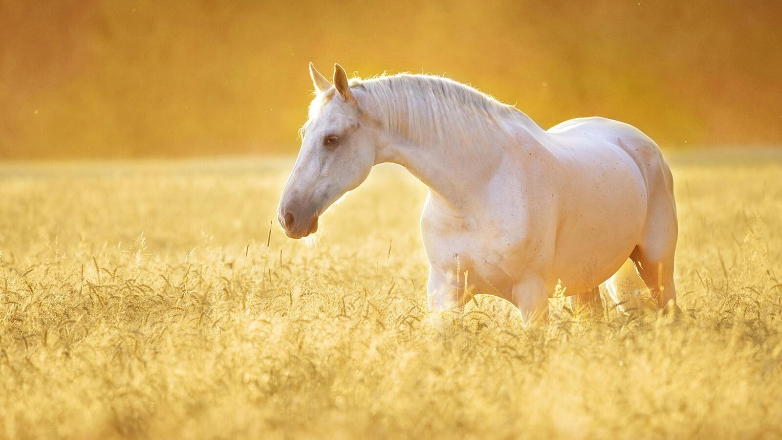 1600x900 Beautiful White Horse