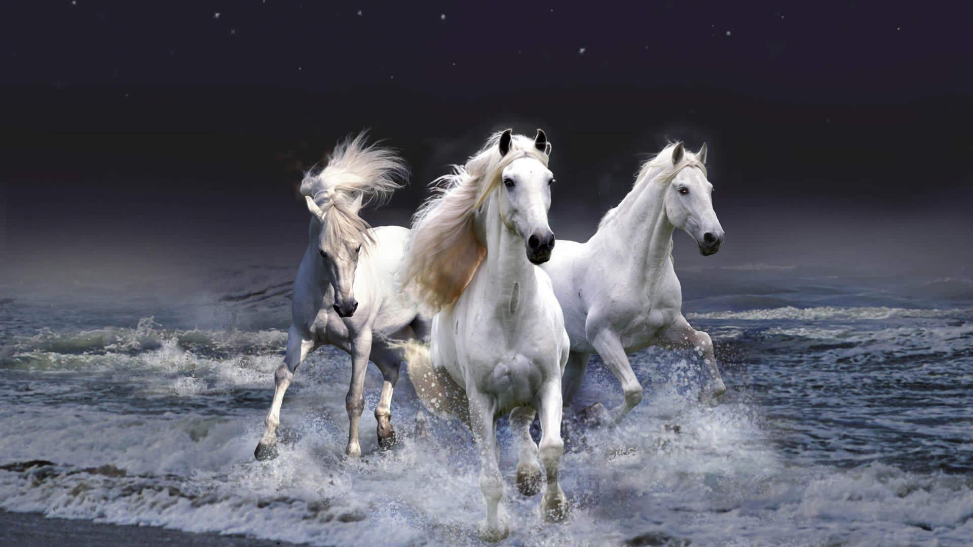 1920x1080 beautiful white wallpaper, horse, mammal, mane, stallion, mustang horse